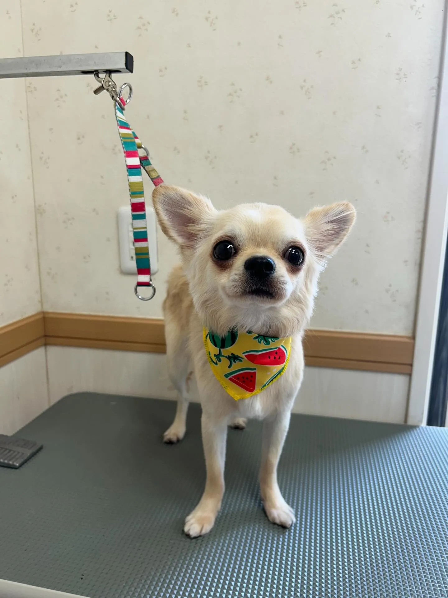 犬のトリミング✂️