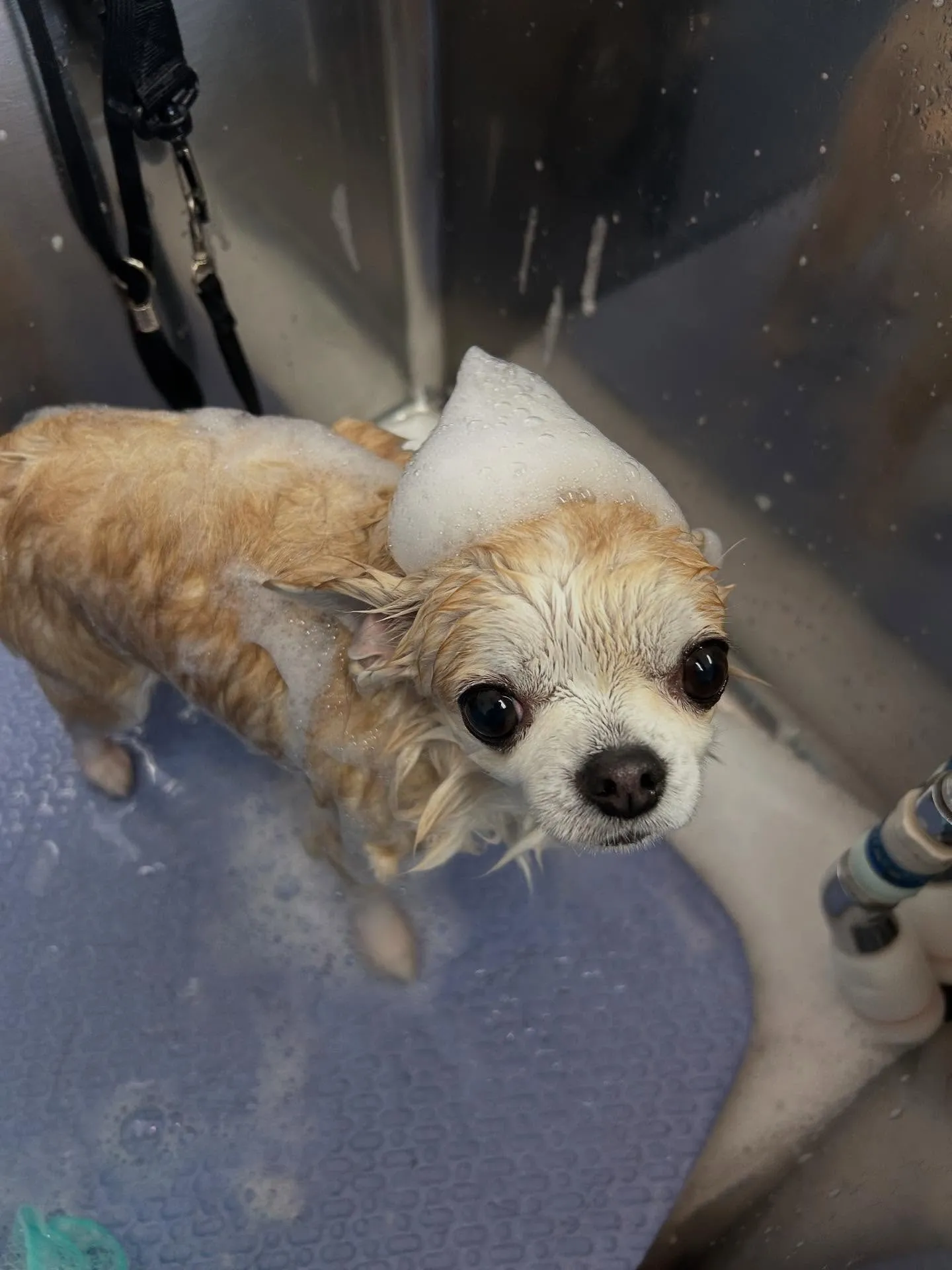 犬のトリミング✂️