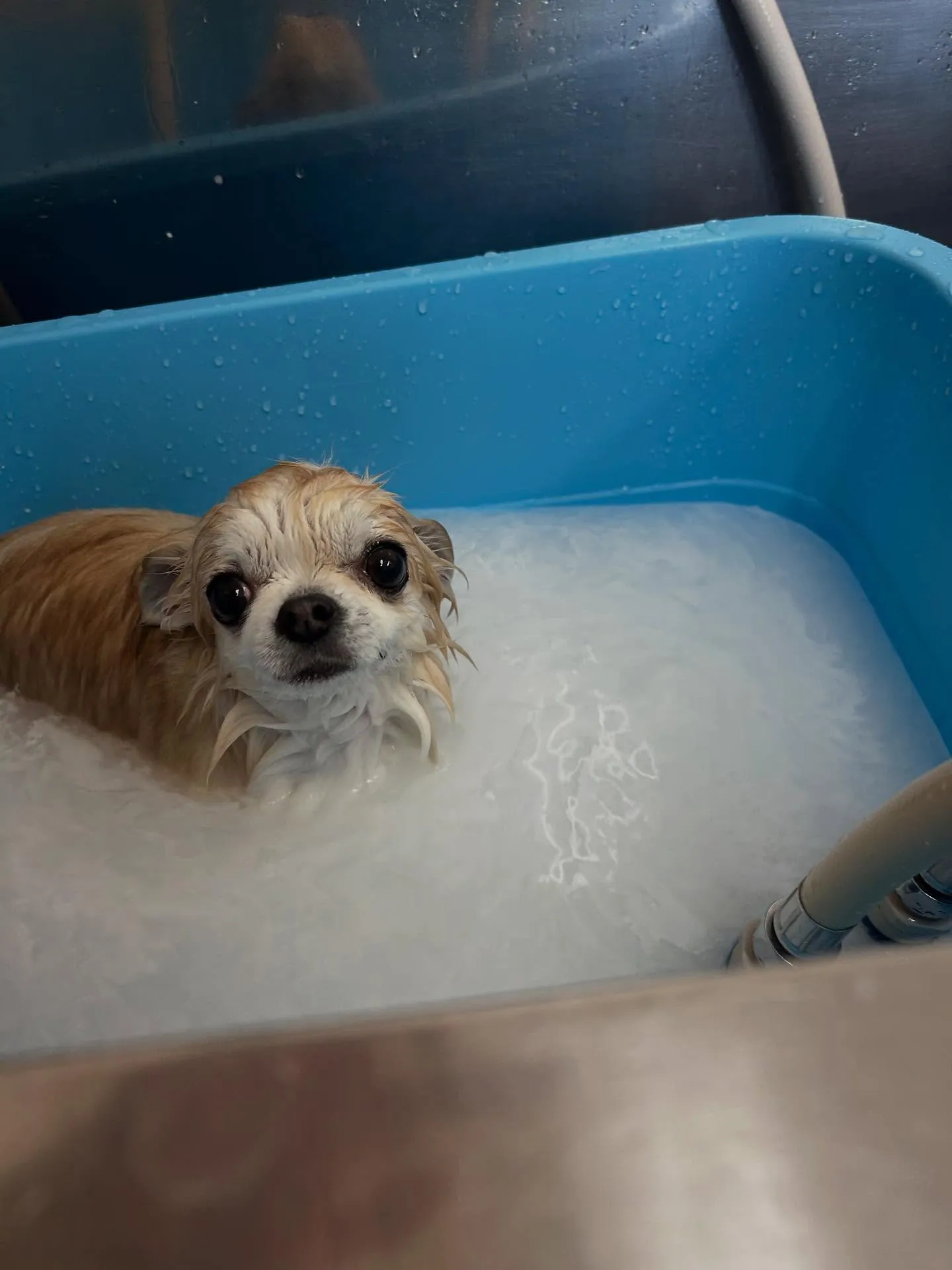犬のトリミング✂️