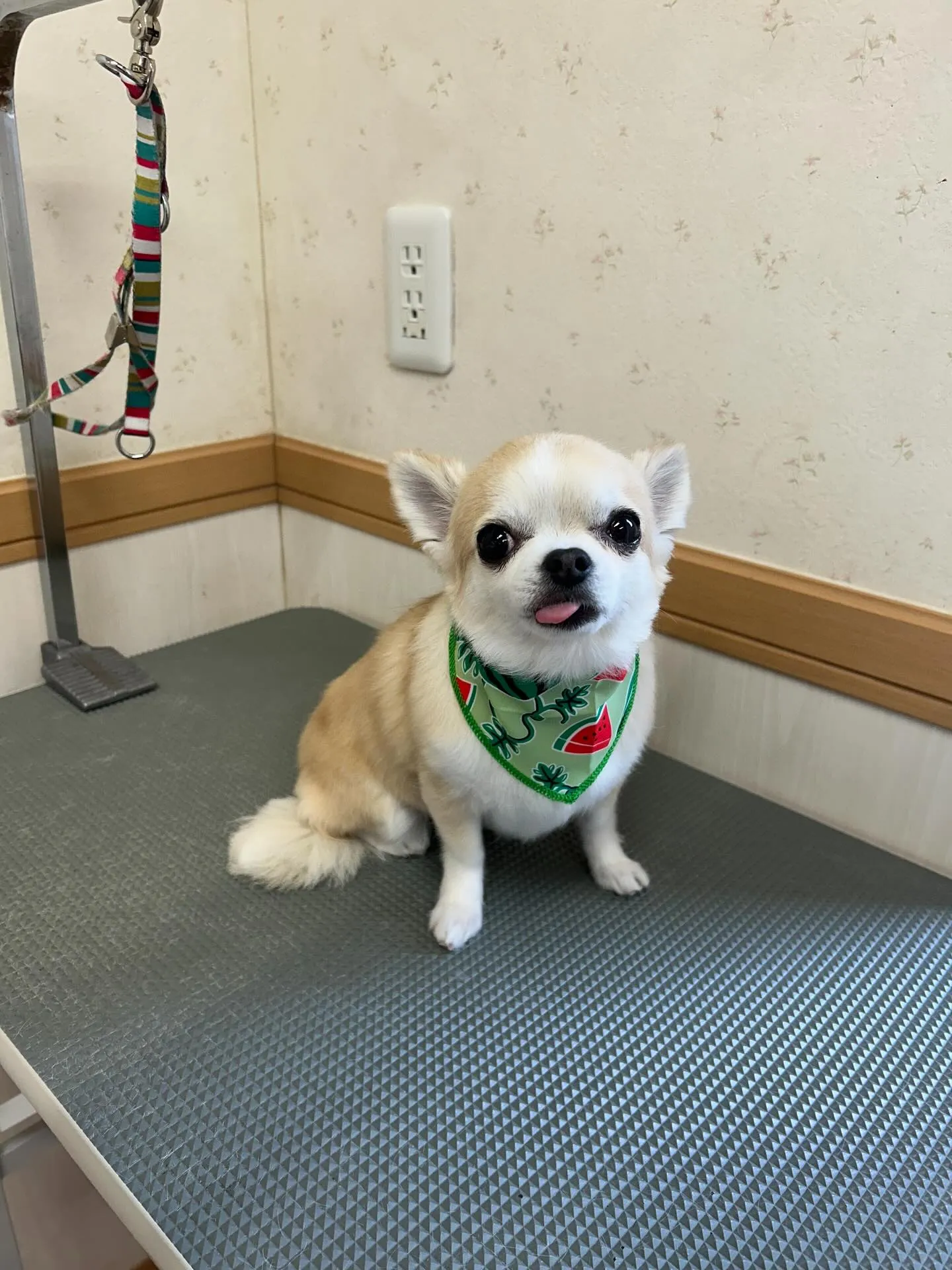犬のトリミング✂️