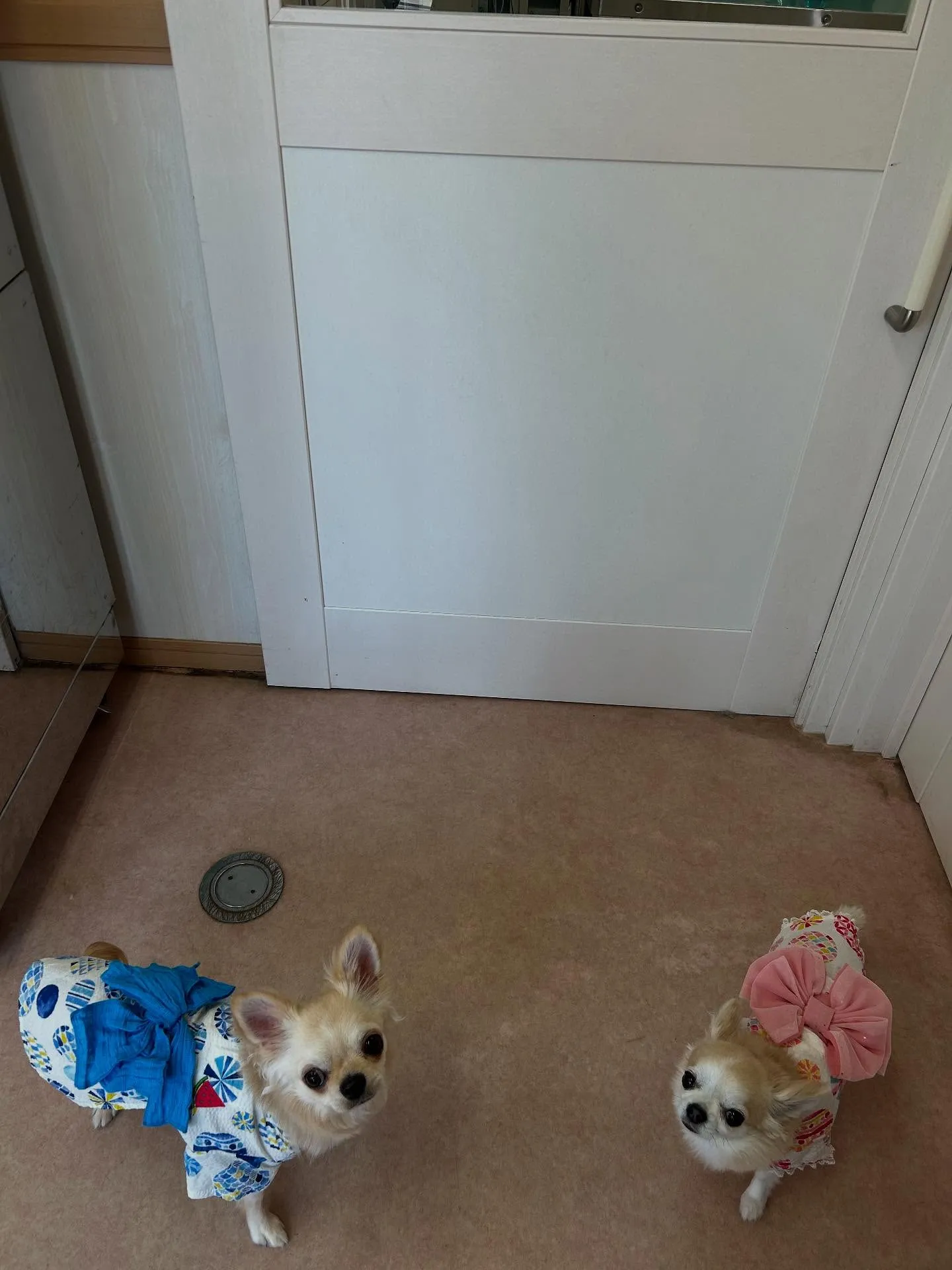 犬のトリミング✂️