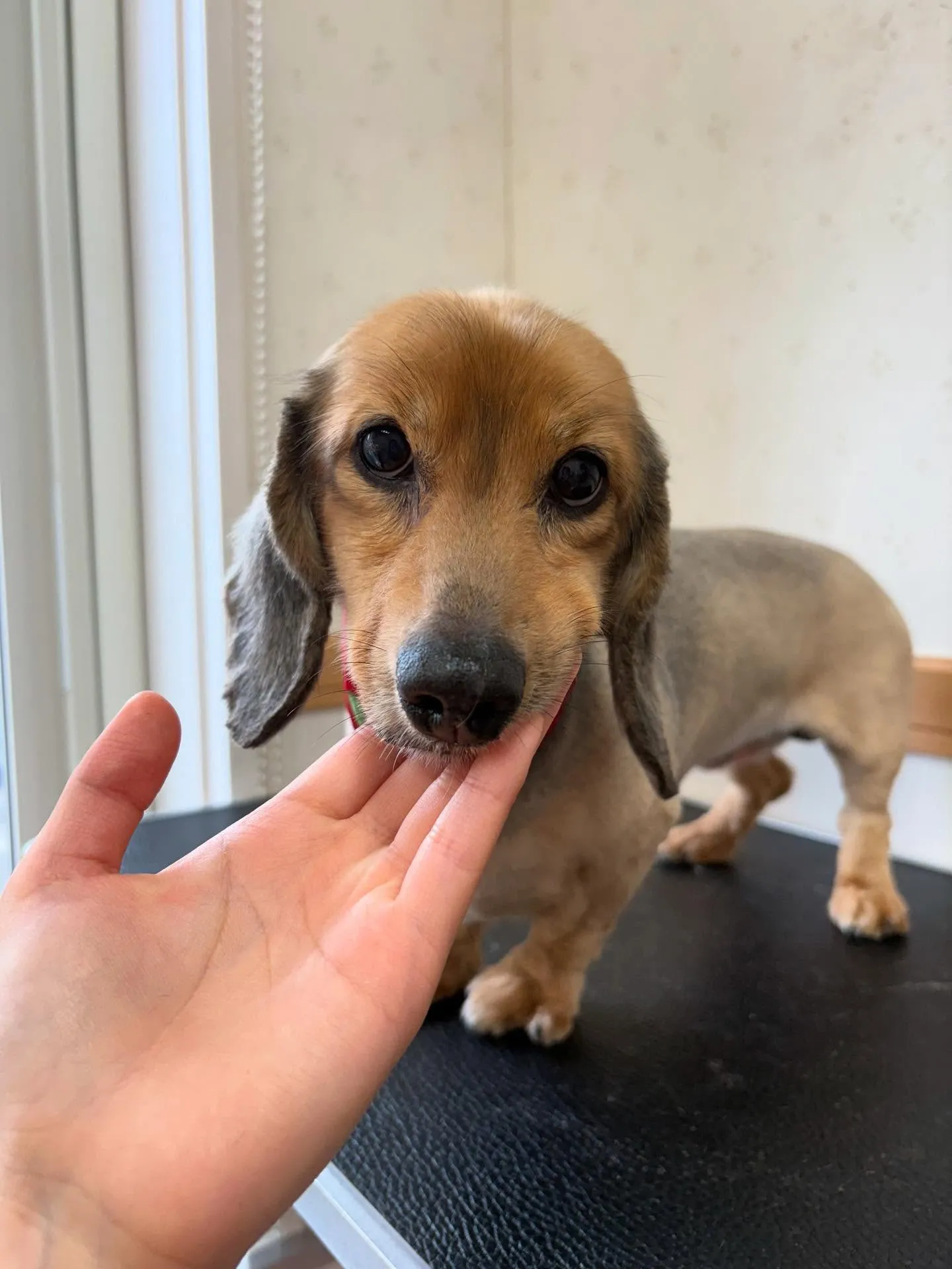 犬のトリミング✂️
