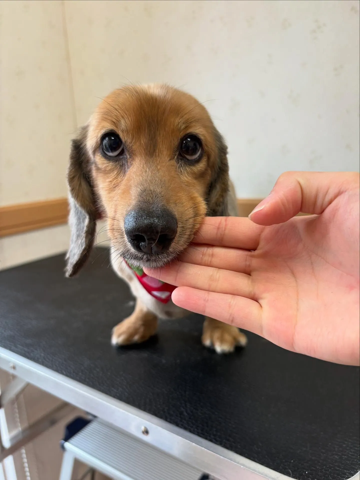 犬のトリミング✂️