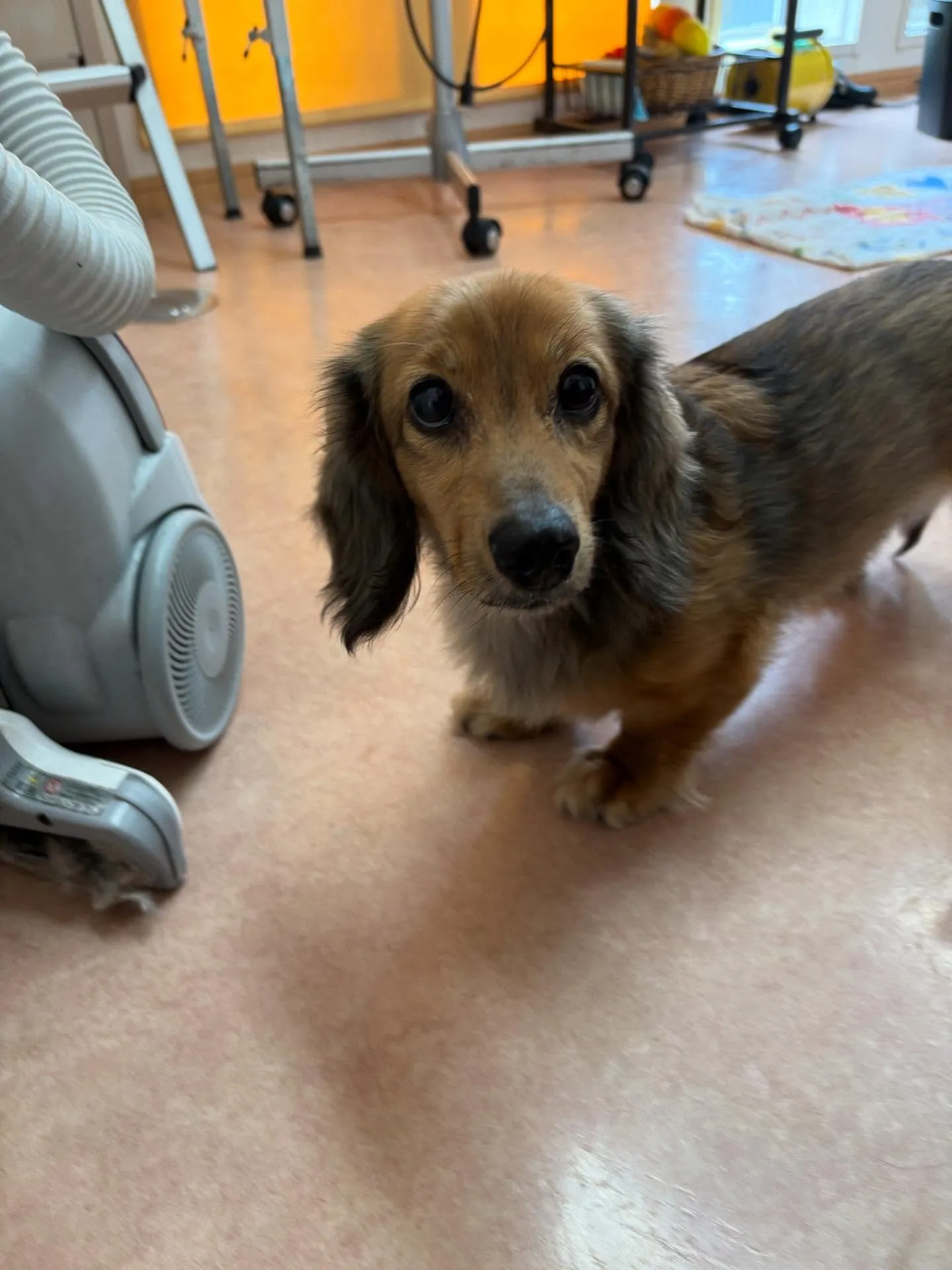 犬のトリミング✂️