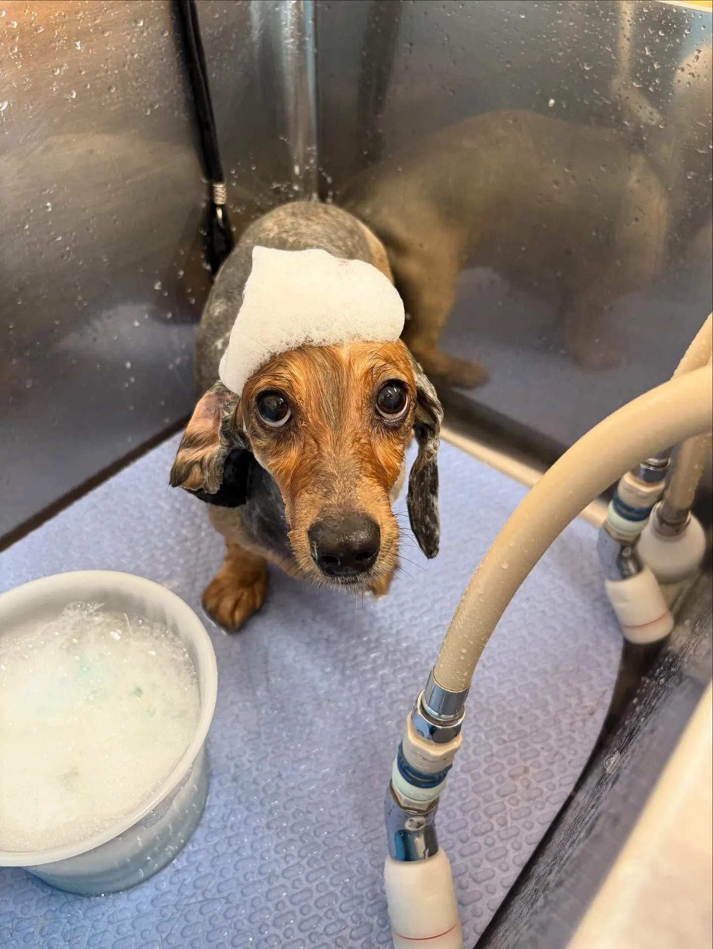 犬のトリミング✂️