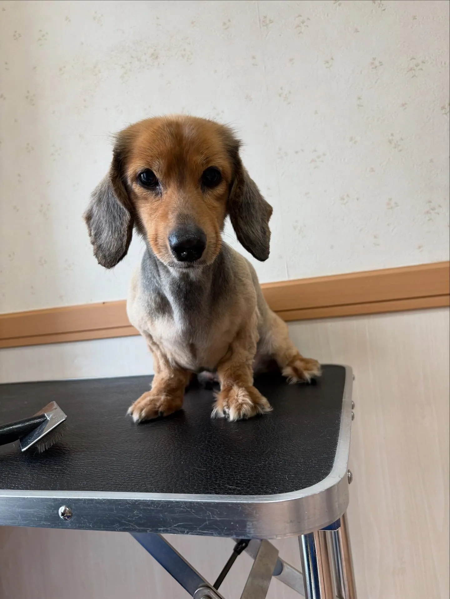 犬のトリミング✂️