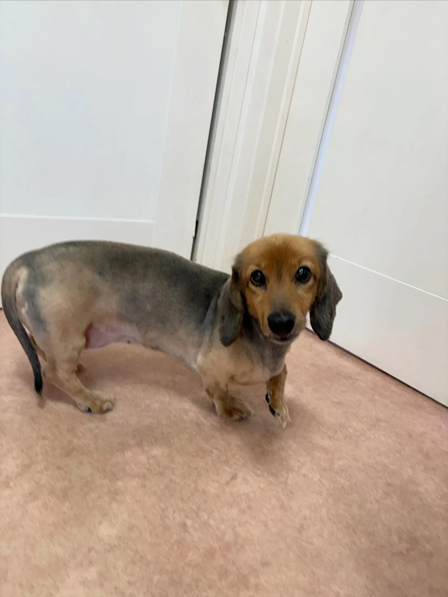 犬のトリミング✂️