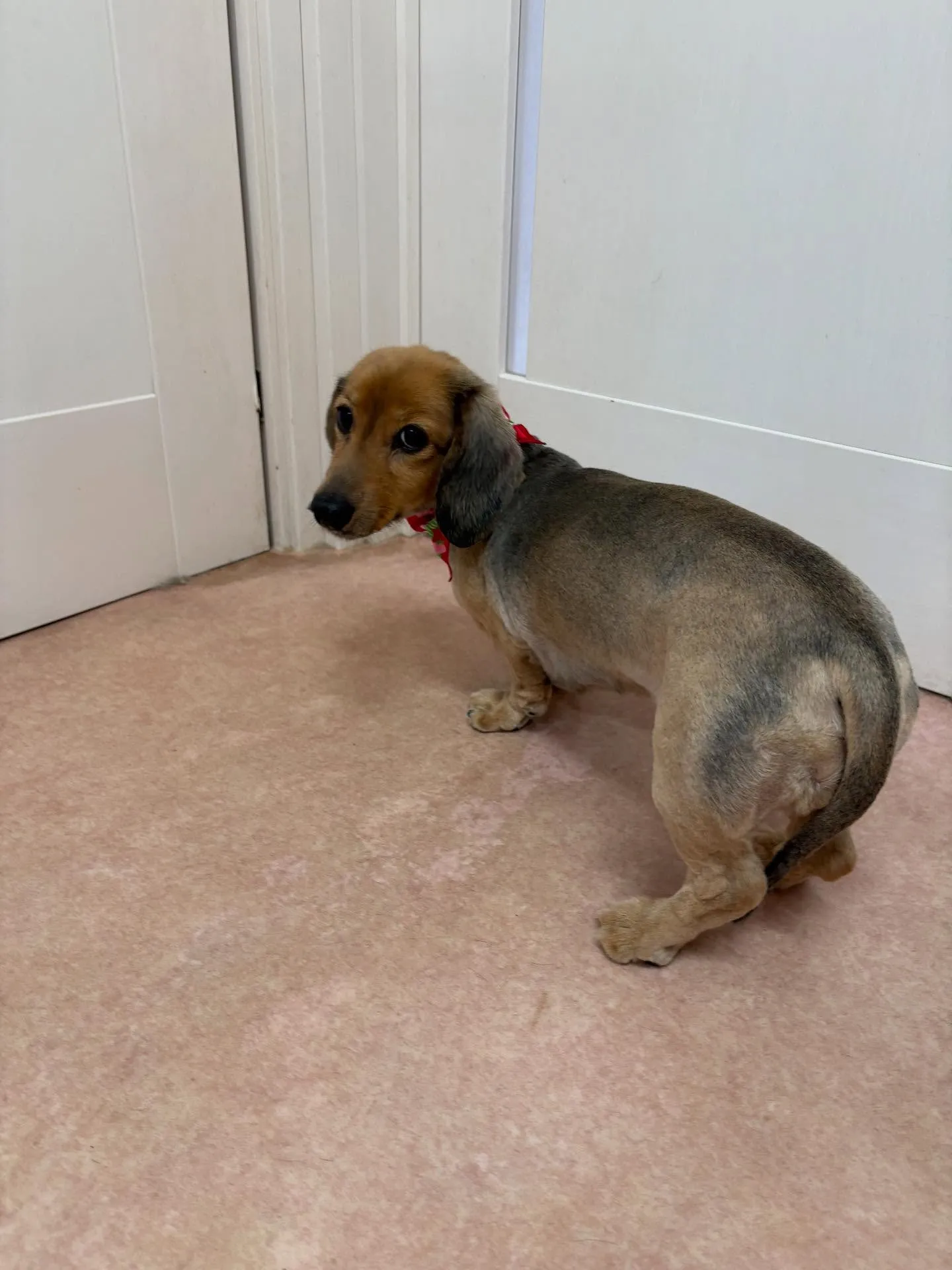 犬のトリミング✂️