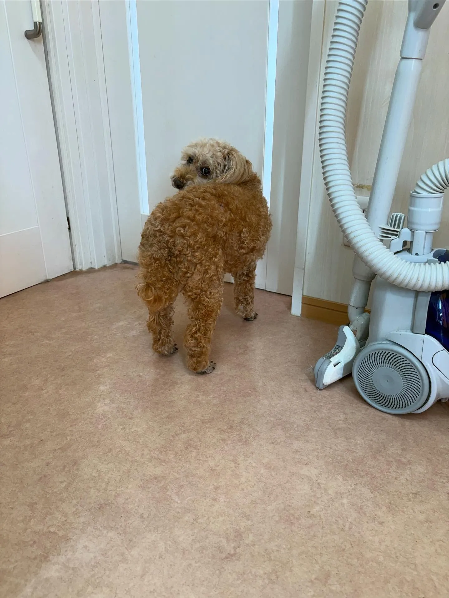 犬のシャンプー🫧