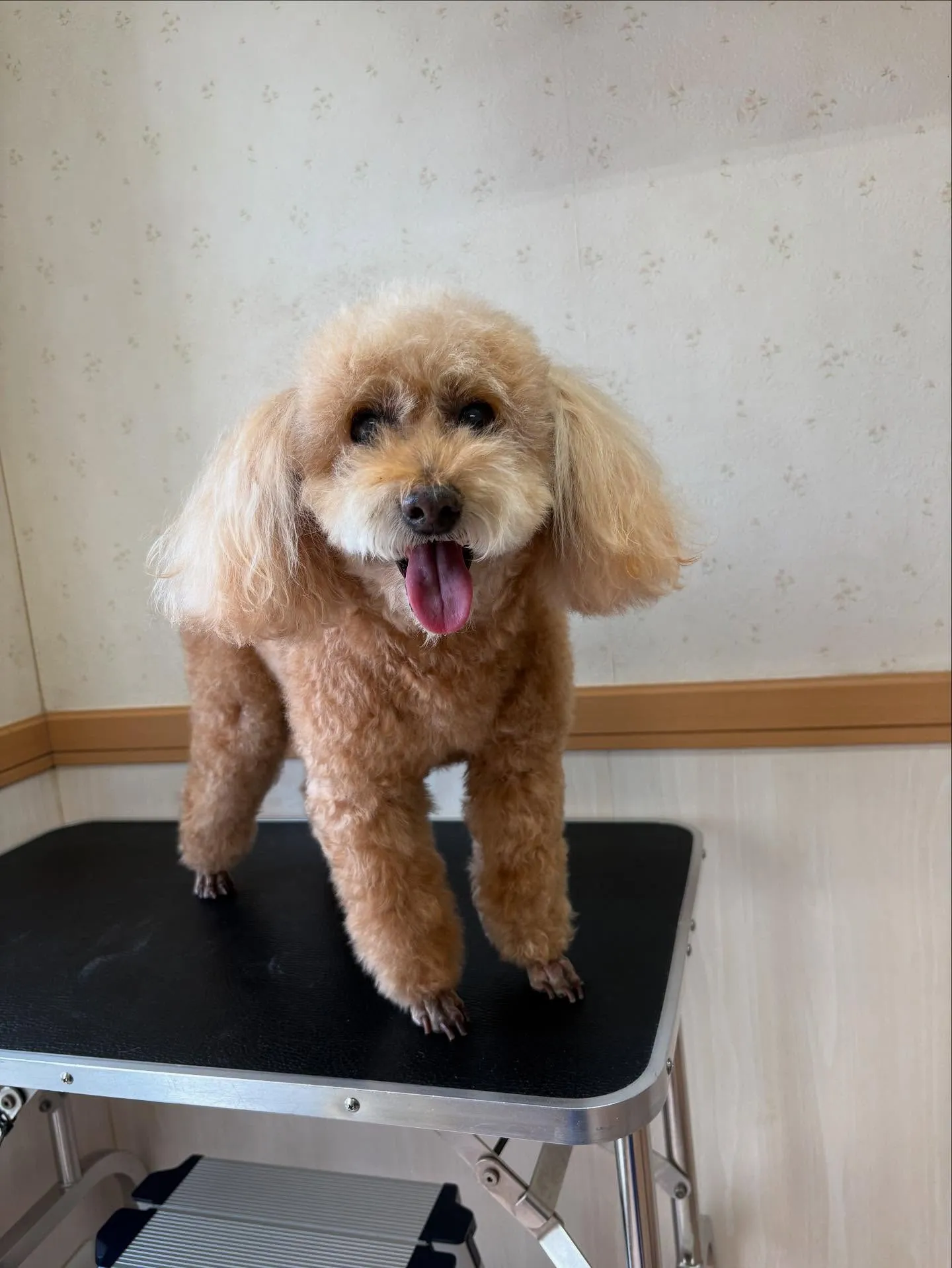 犬のシャンプー🫧
