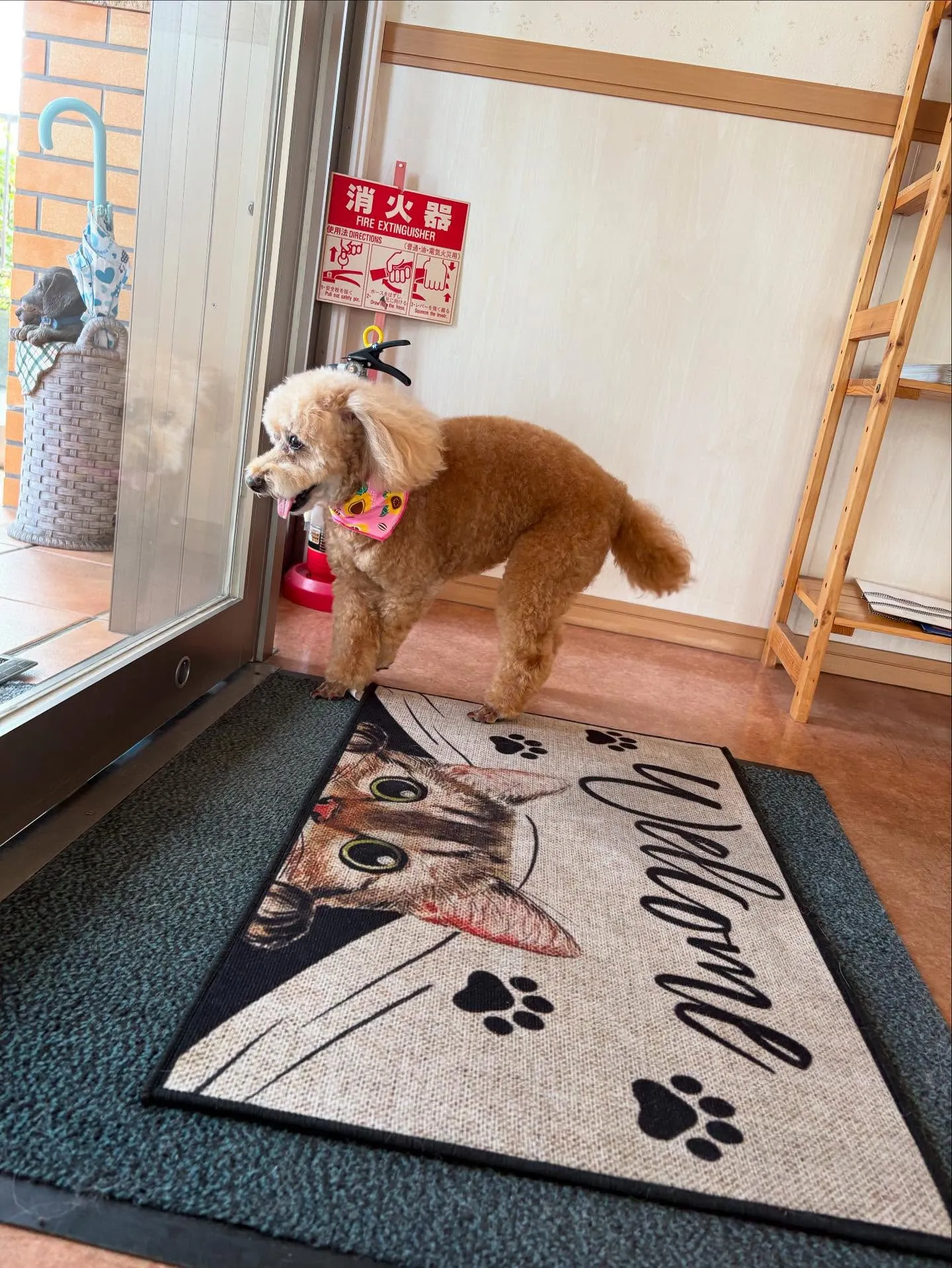 犬のシャンプー🫧