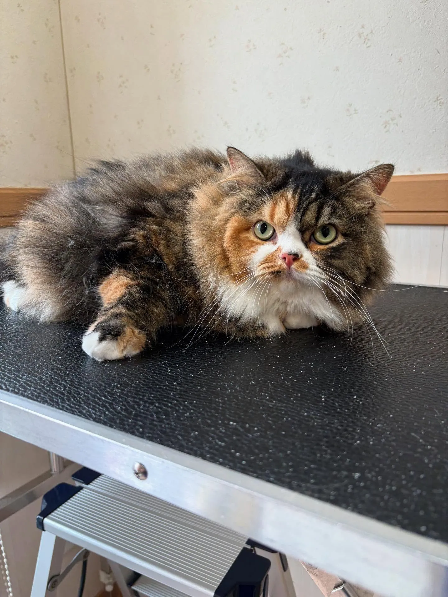 猫のトリミング✂️
