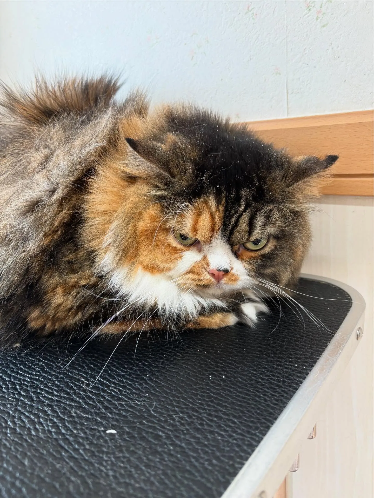 猫のトリミング✂️