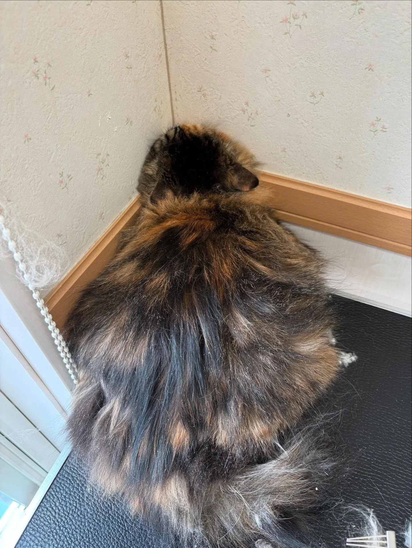 猫のトリミング✂️