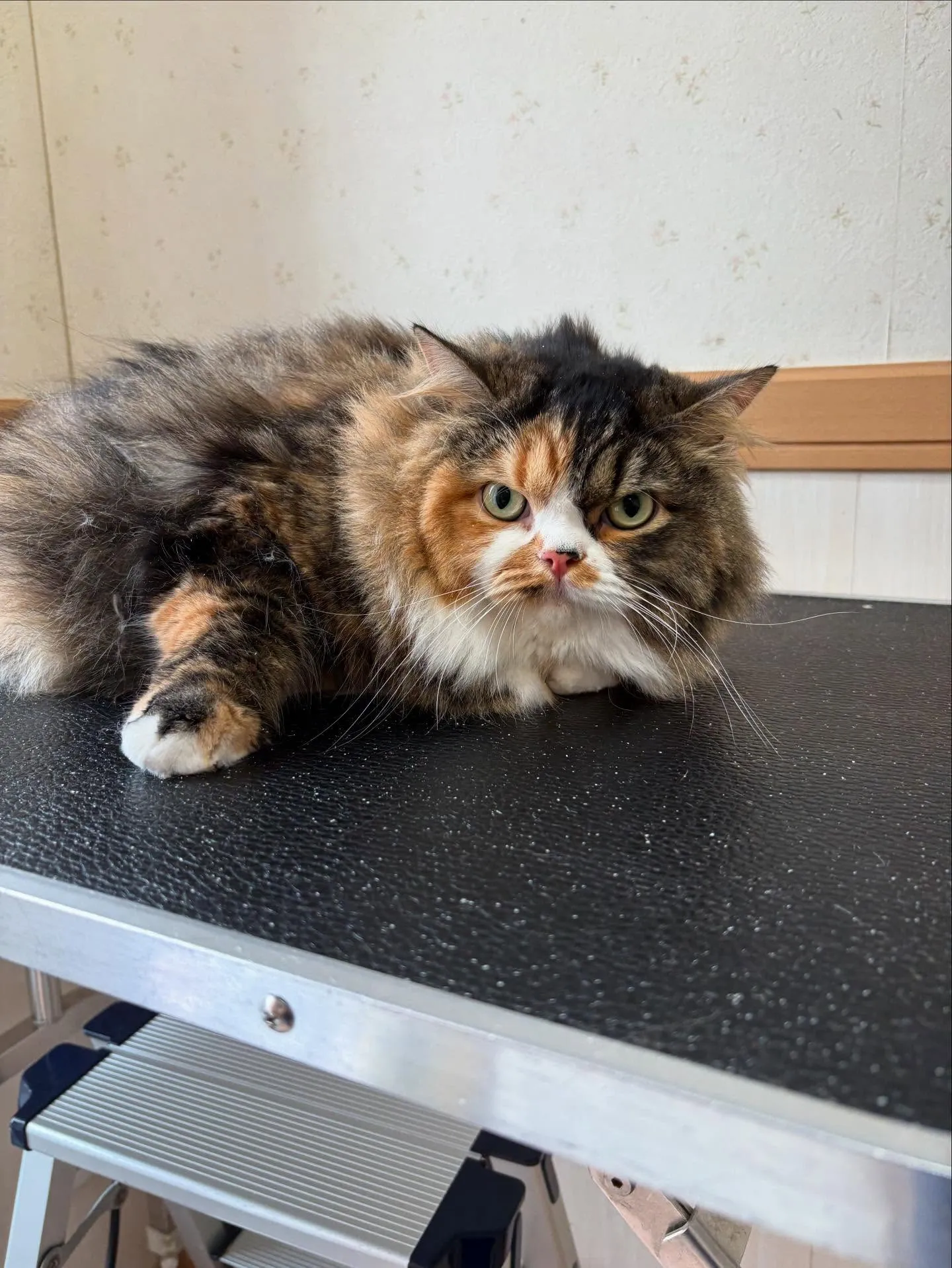 猫のトリミング✂️