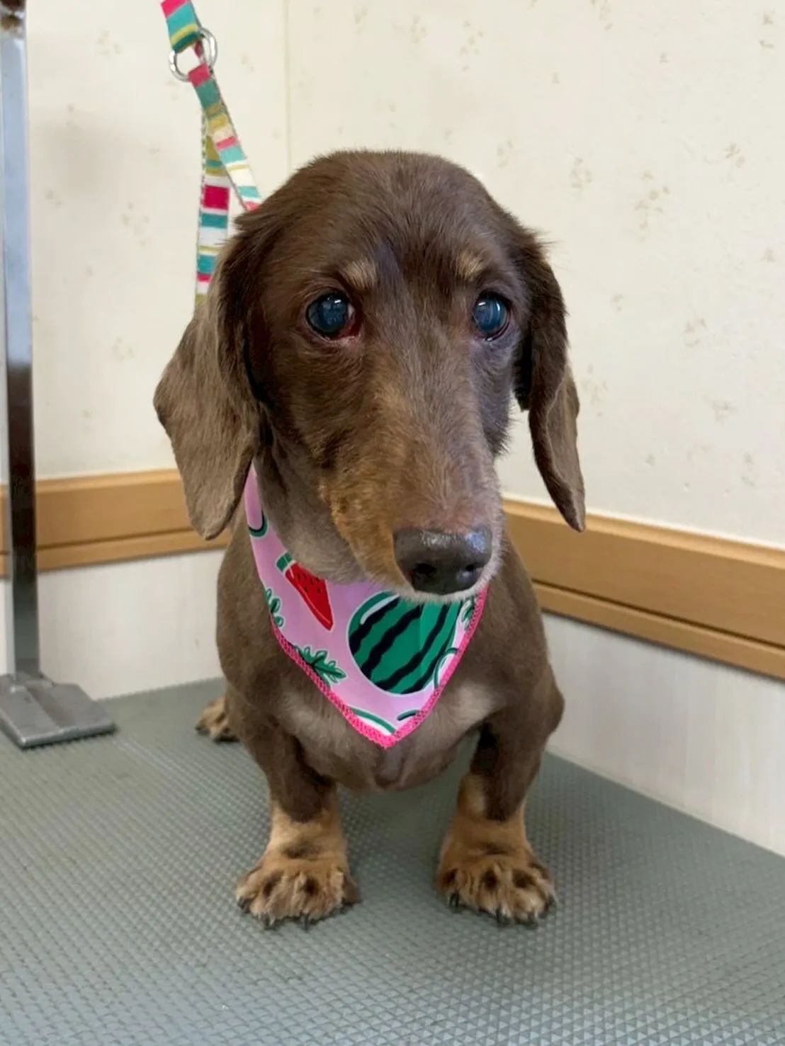犬のトリミング✂️