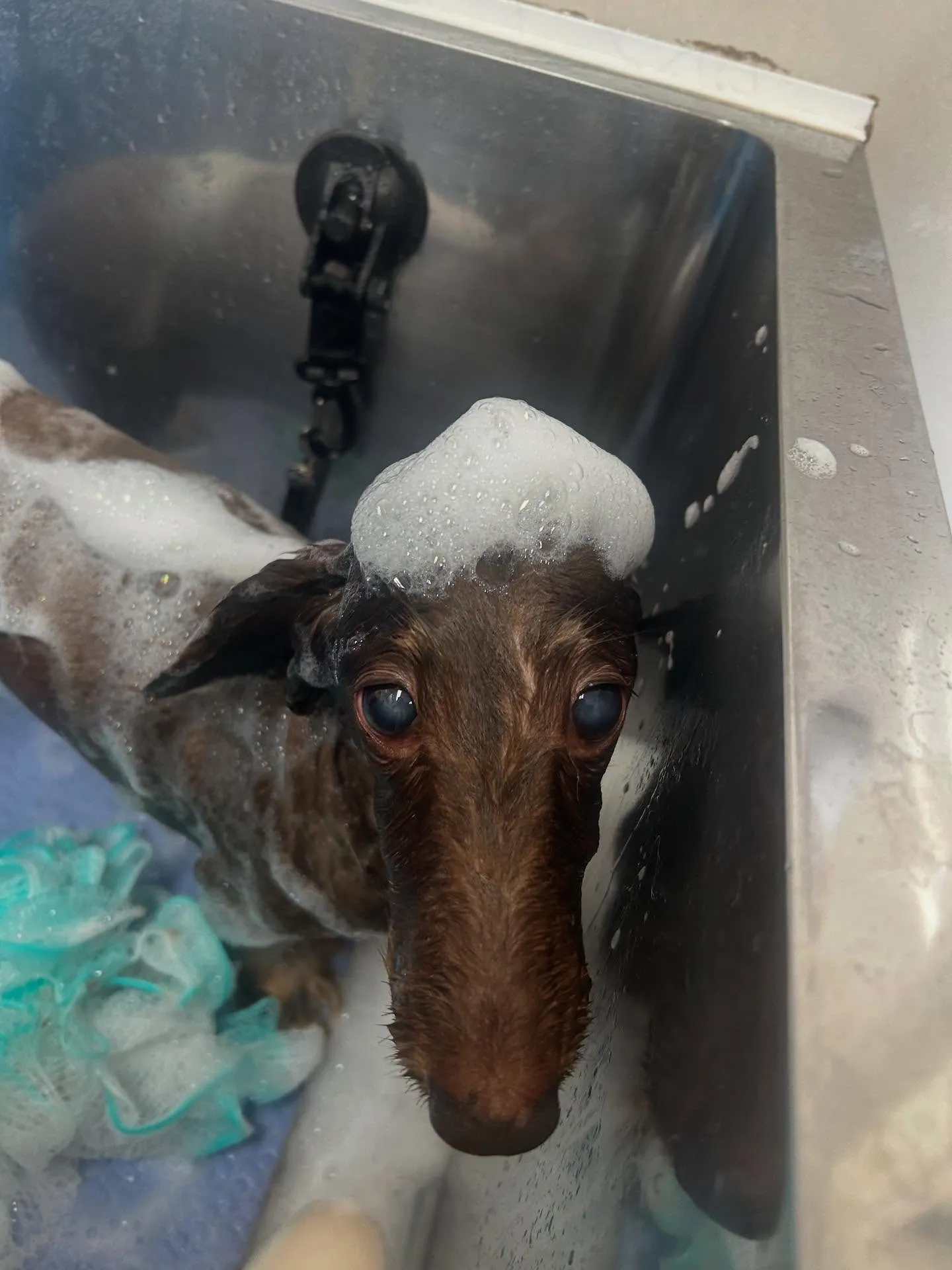 犬のトリミング✂️