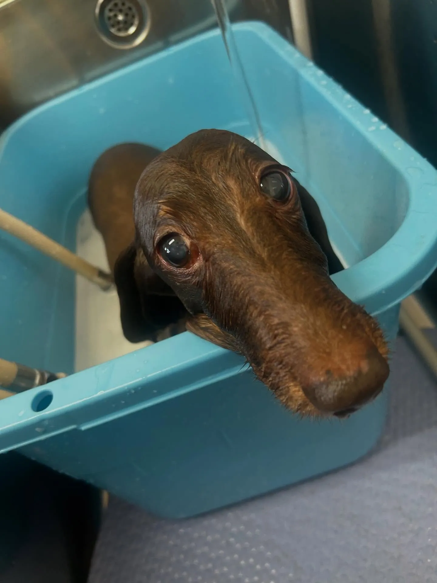 犬のトリミング✂️