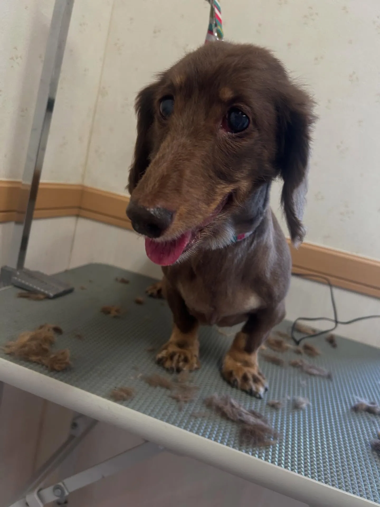 犬のトリミング✂️