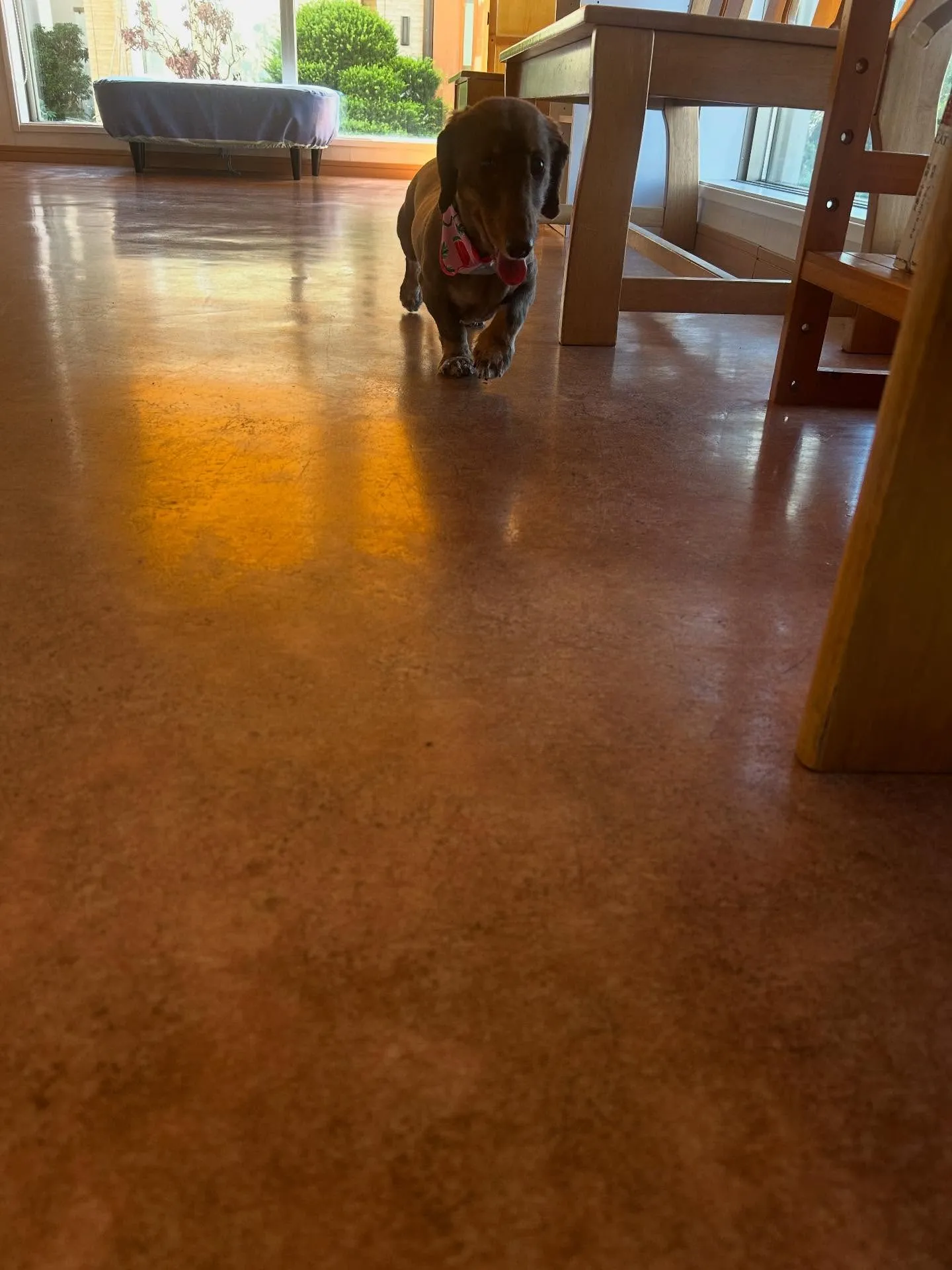 犬のトリミング✂️