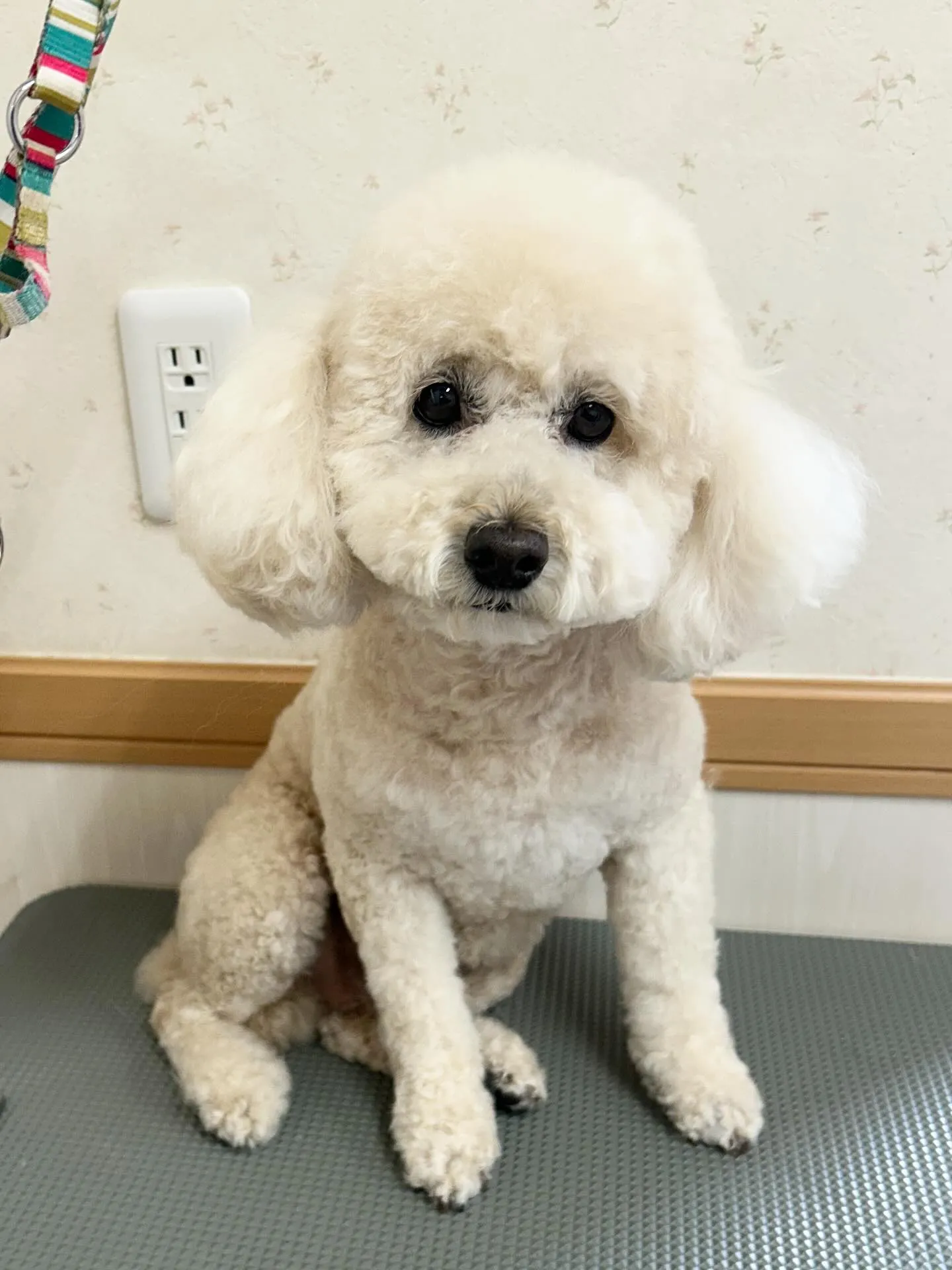 犬のシャンプー🫧