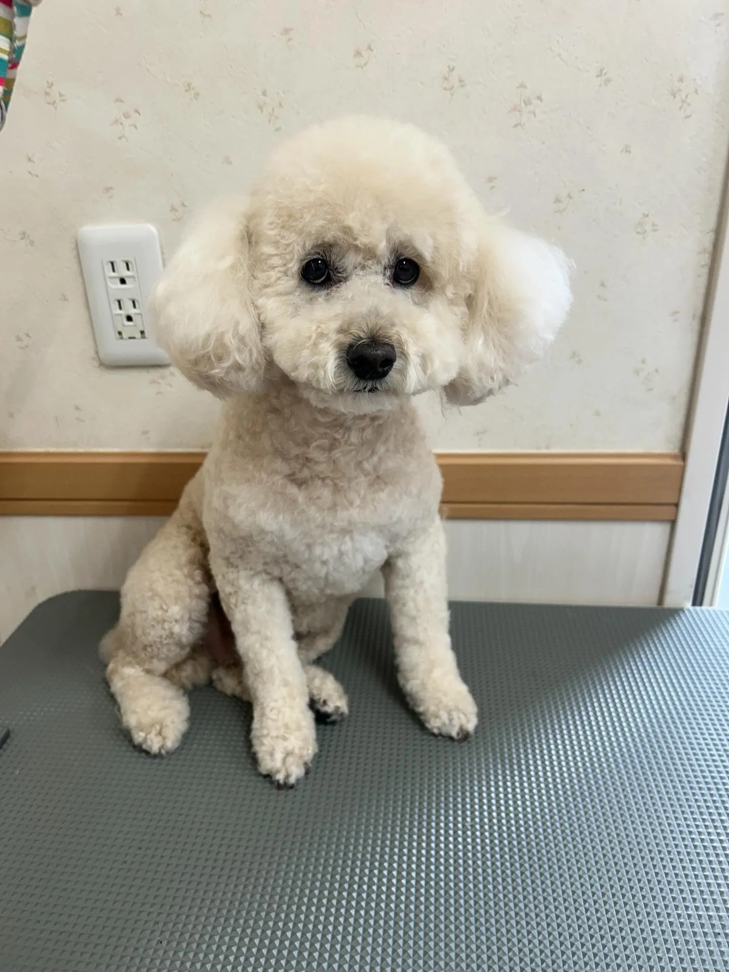 犬のシャンプー🫧