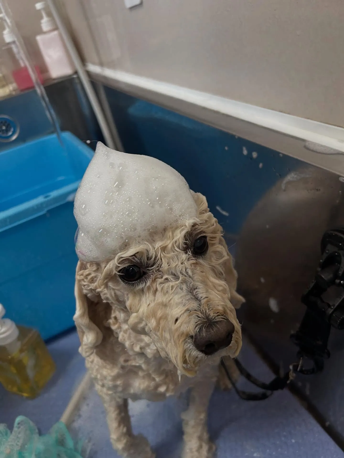 犬のシャンプー🫧