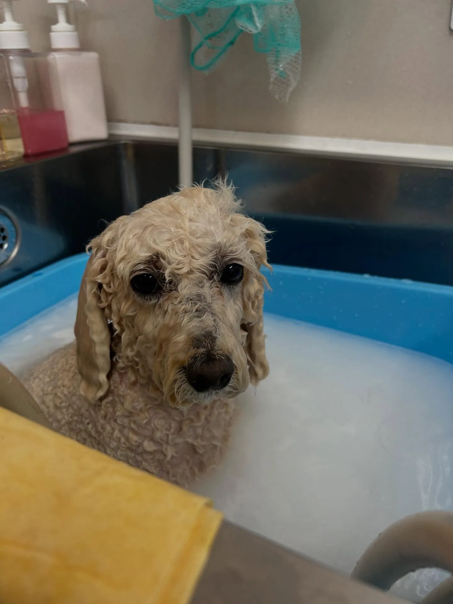 犬のシャンプー🫧