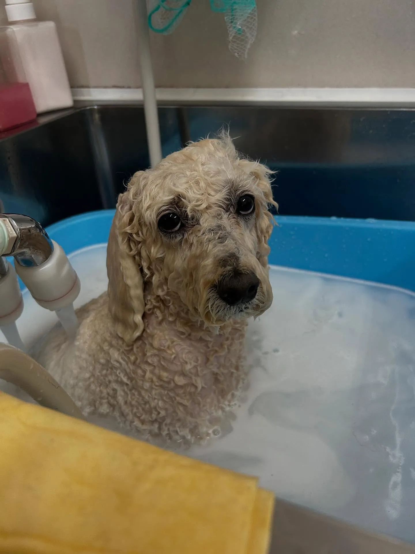 犬のシャンプー🫧
