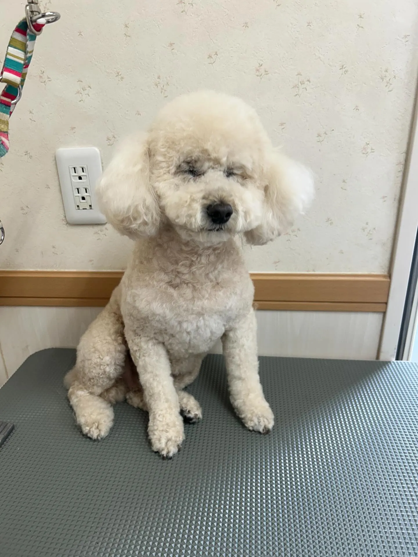 犬のシャンプー🫧