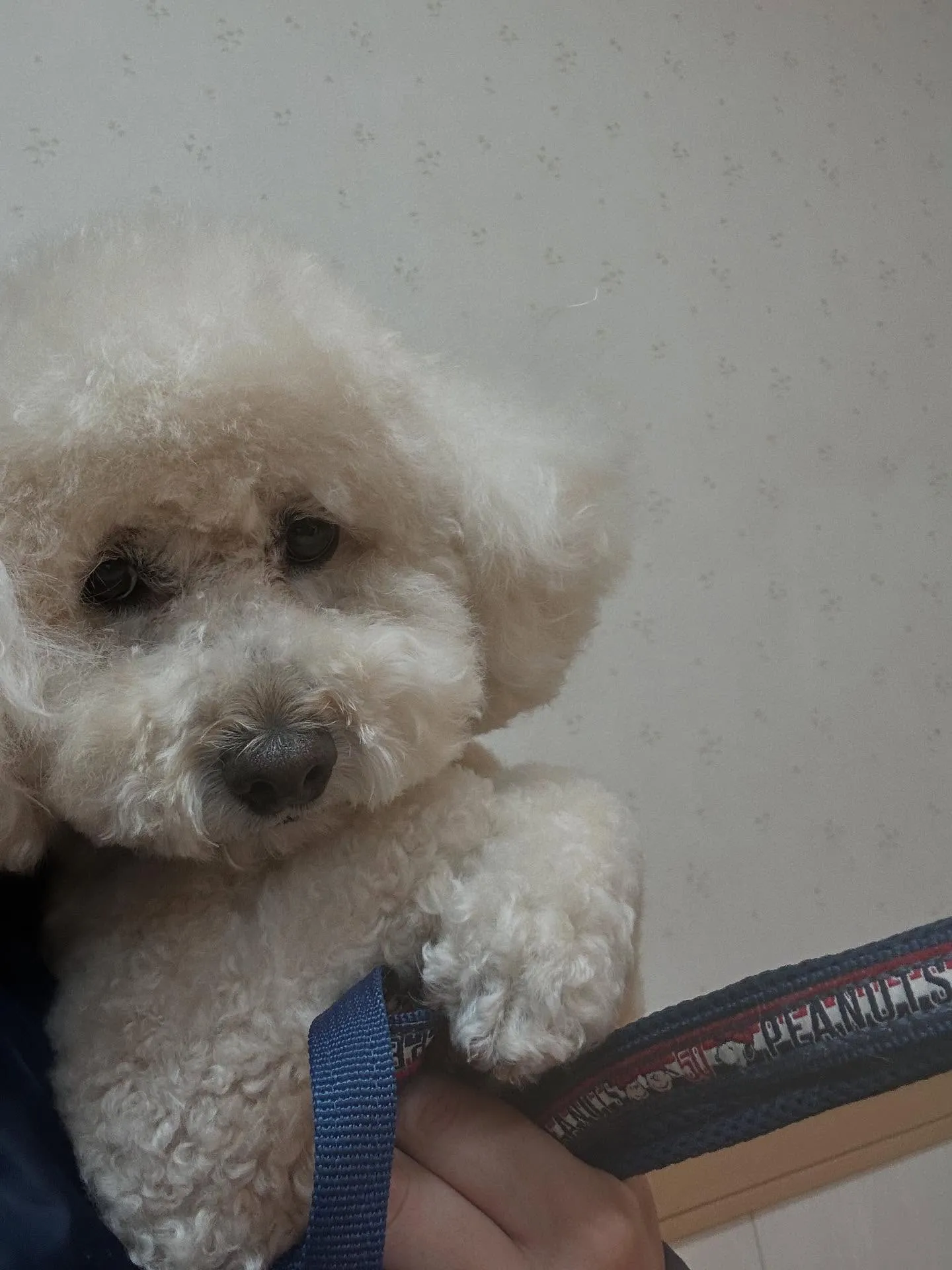 犬のシャンプー🫧