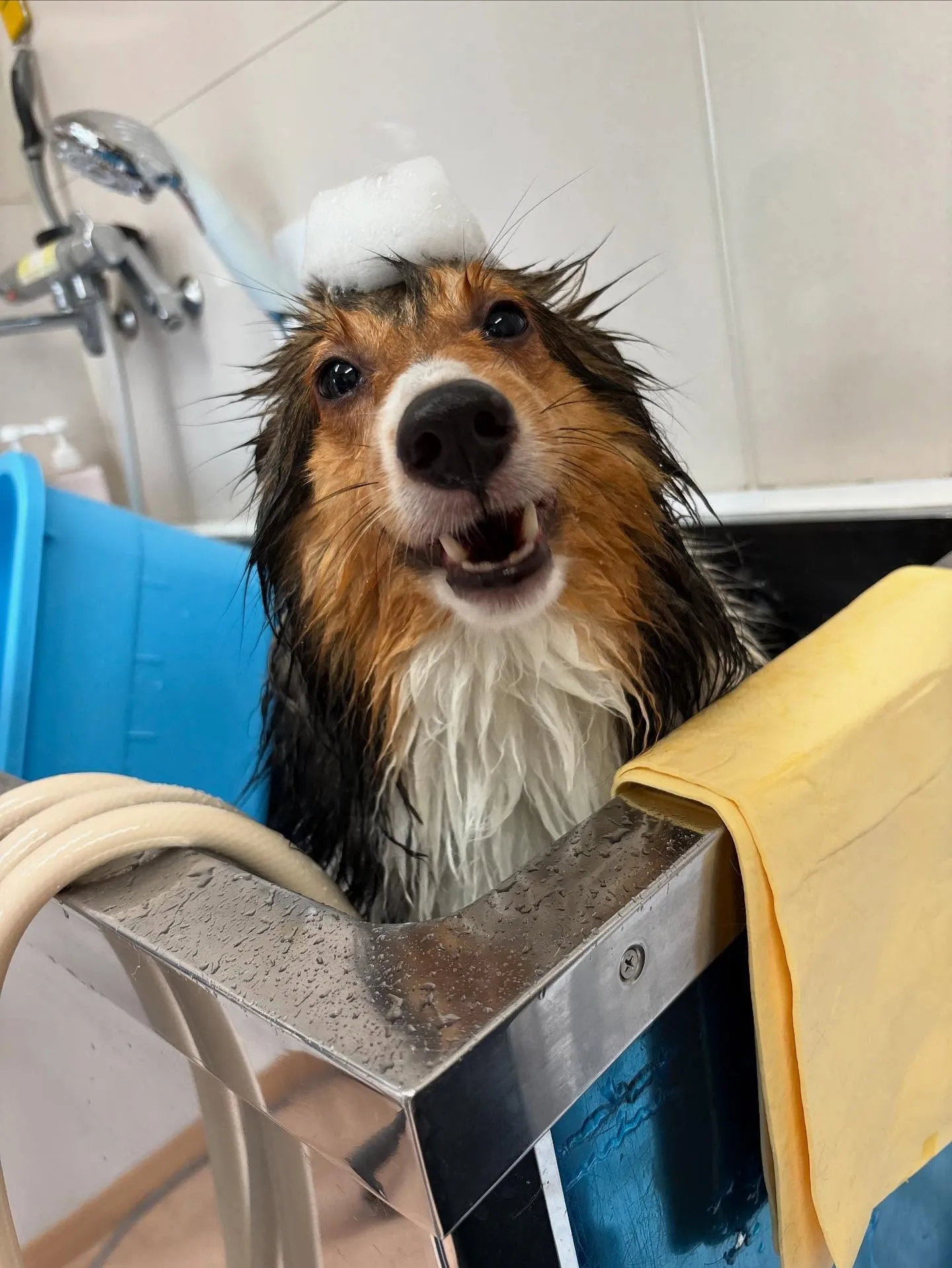 犬のシャンプー🫧