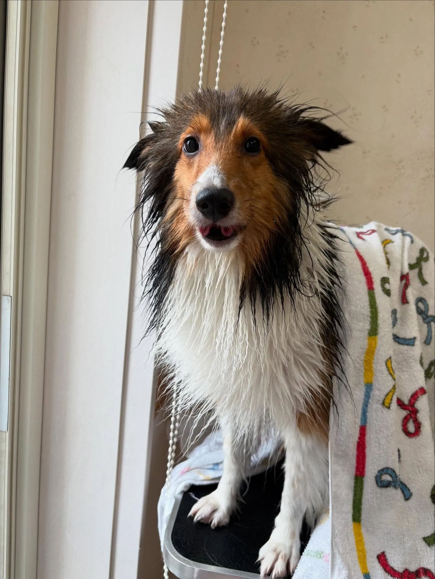犬のシャンプー🫧