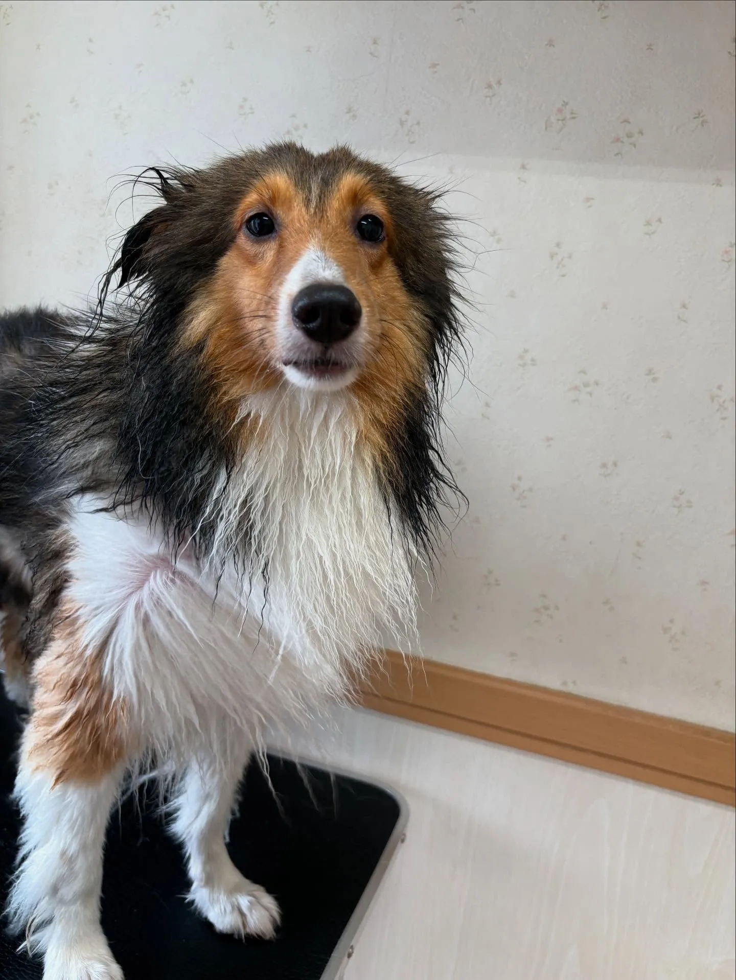 犬のシャンプー🫧