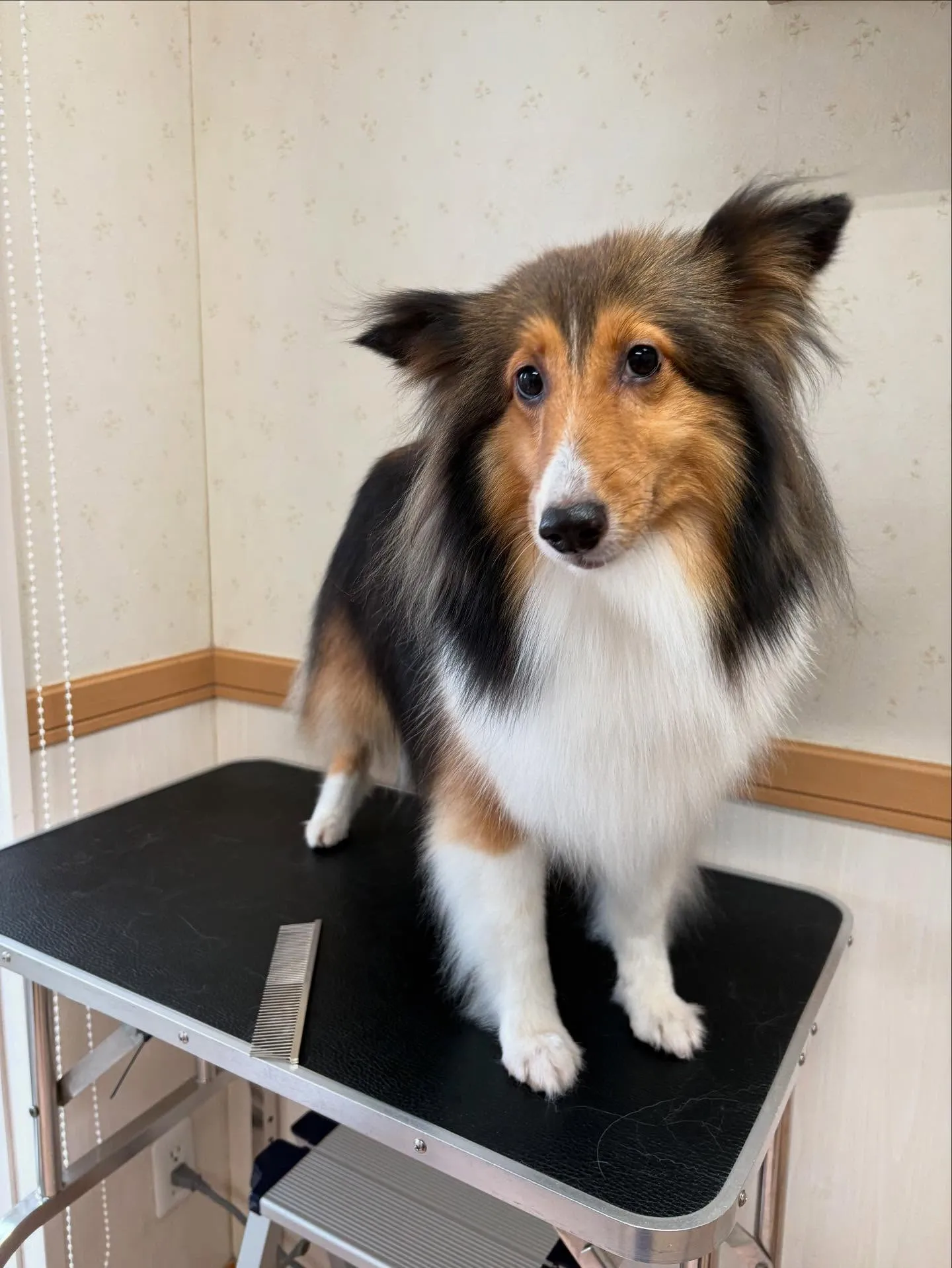 犬のシャンプー🫧