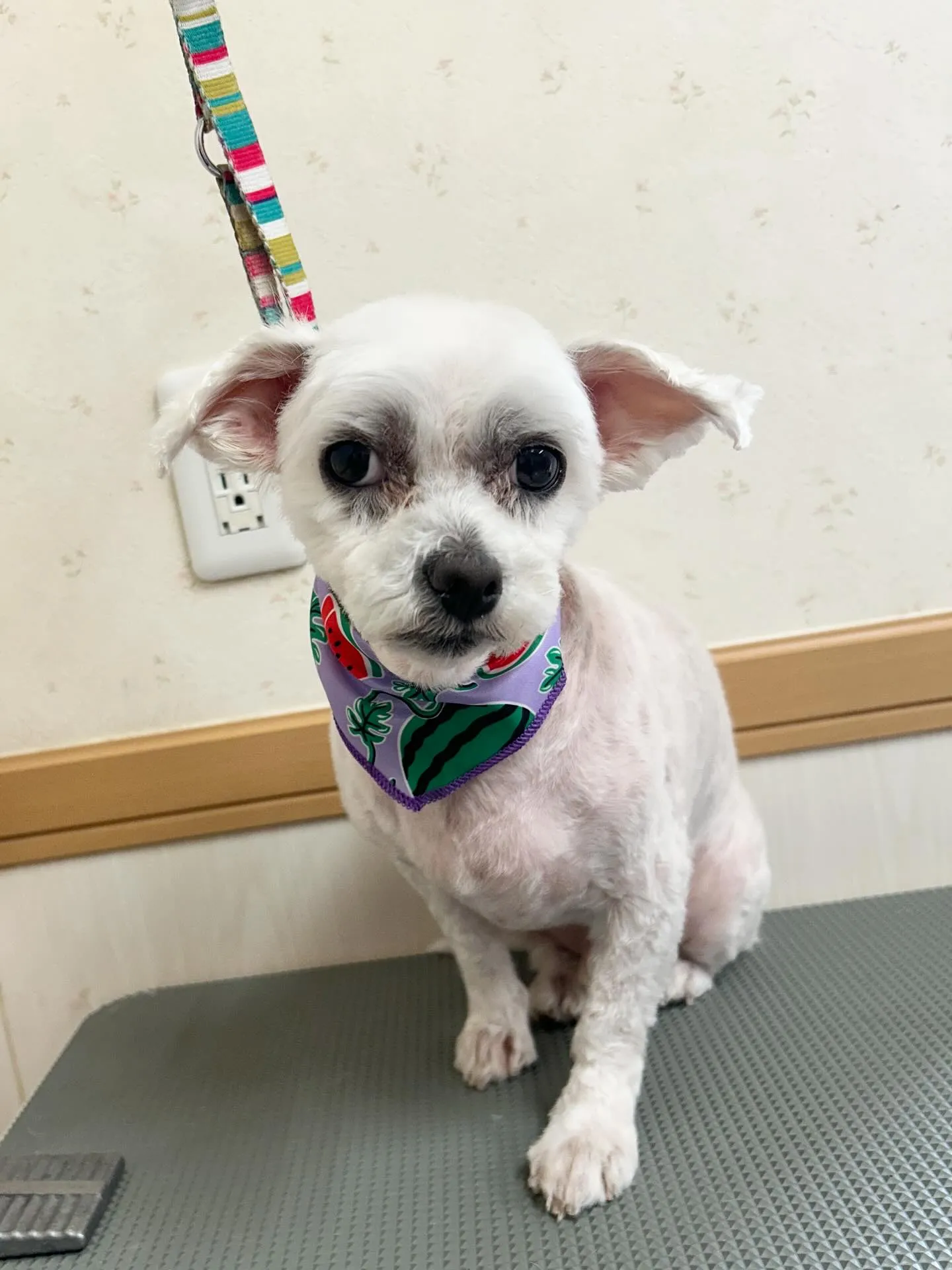 犬のトリミング✂️