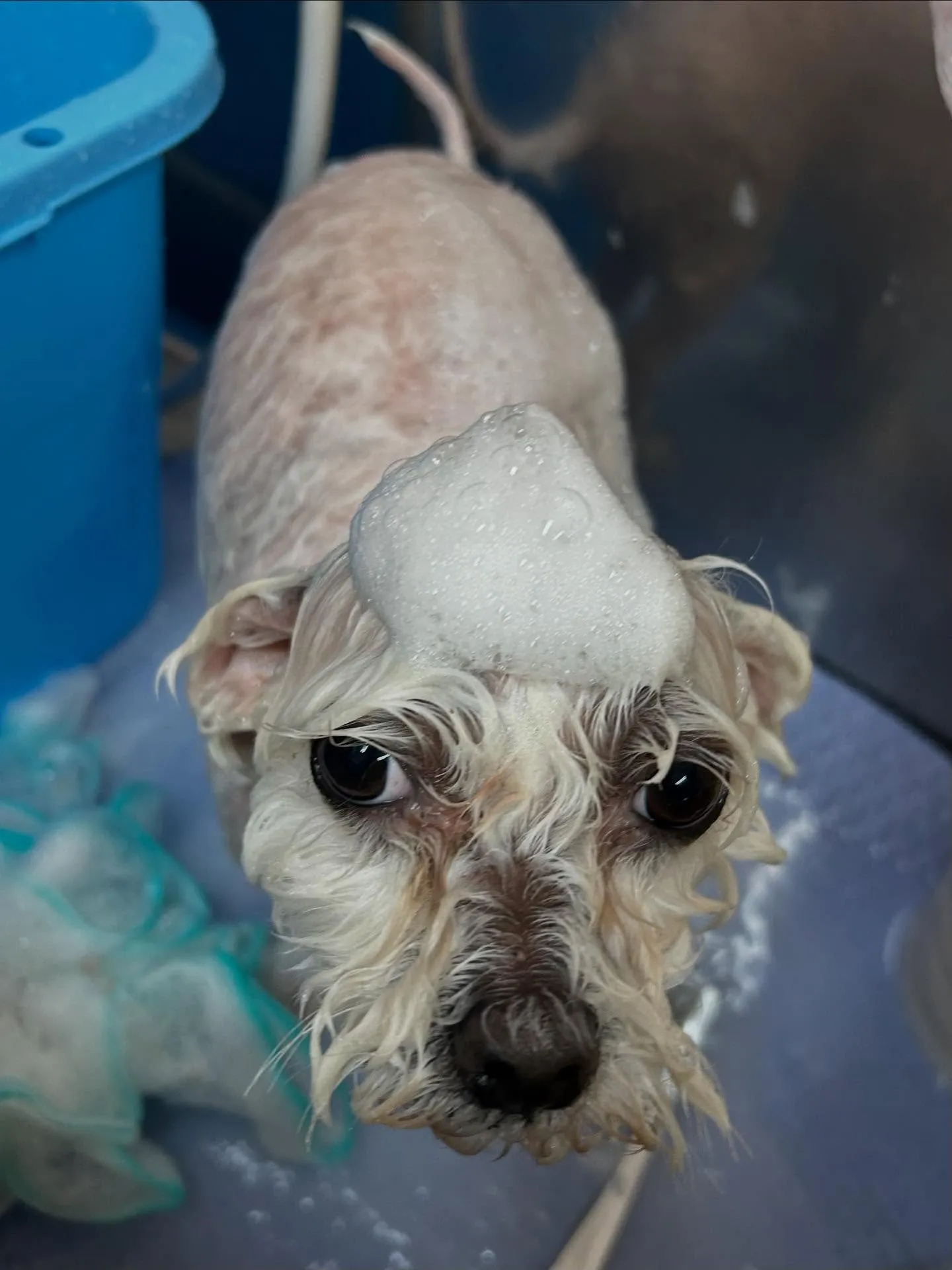 犬のトリミング✂️