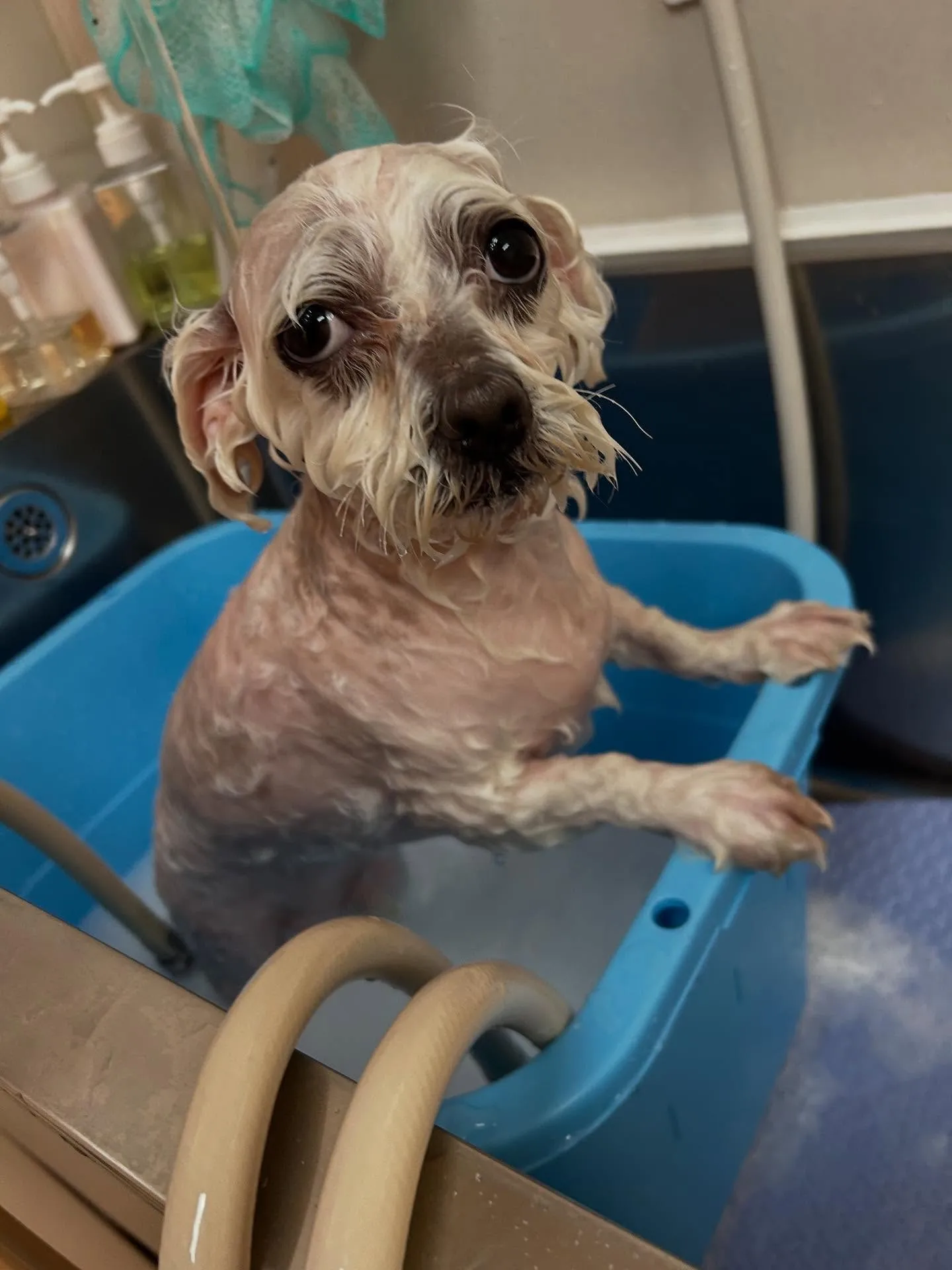 犬のトリミング✂️