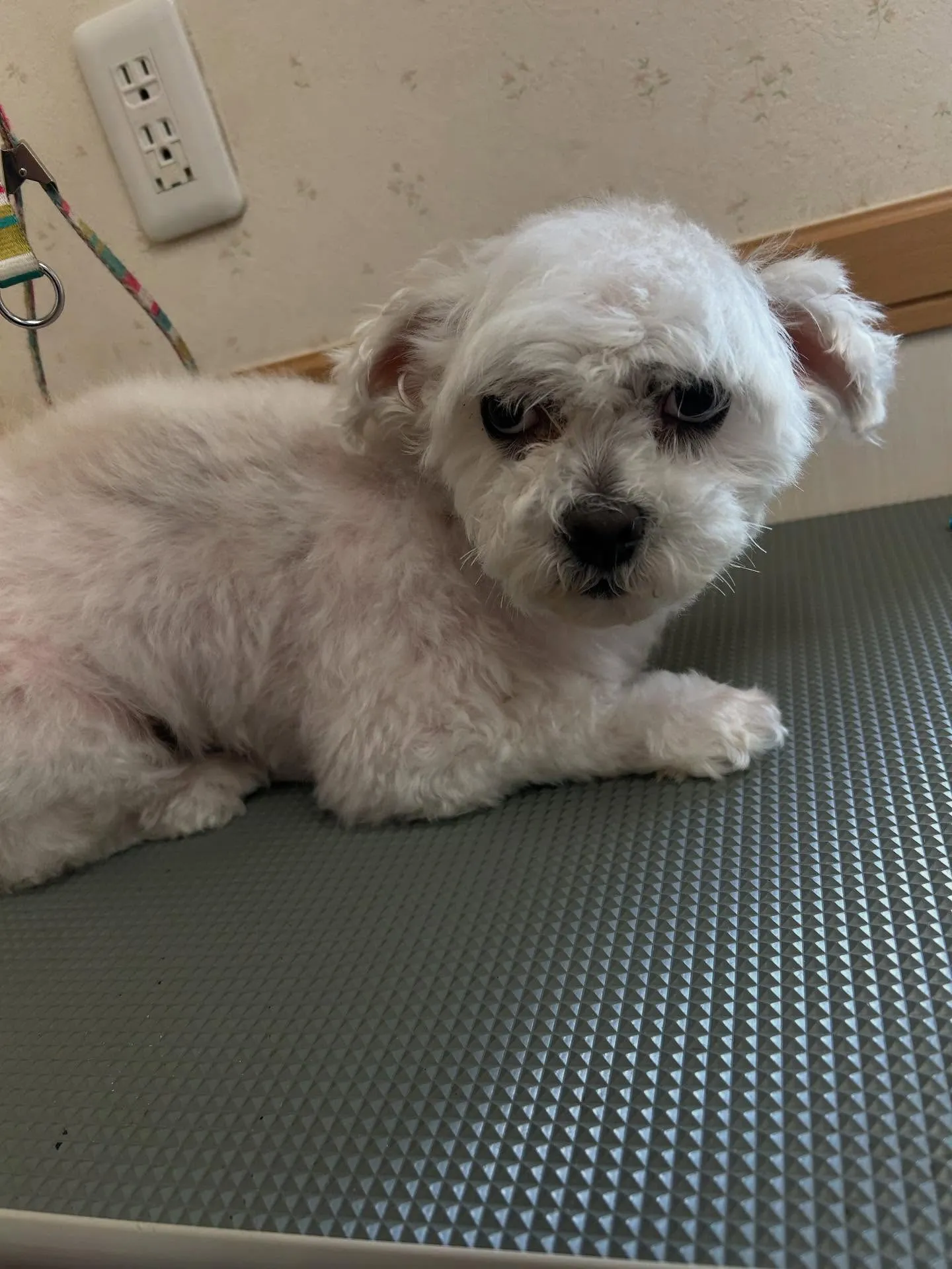 犬のトリミング✂️