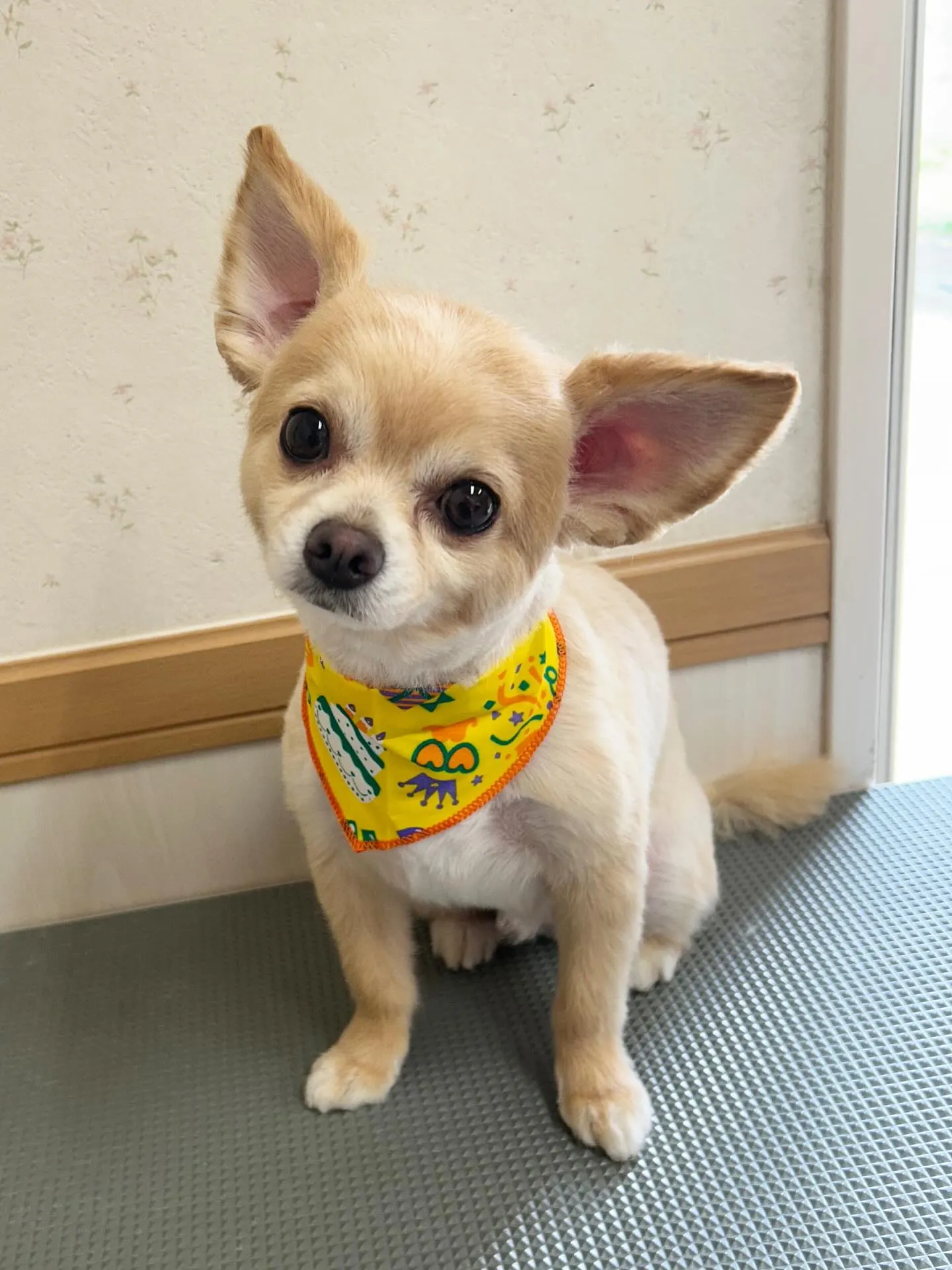 犬のトリミング✂️