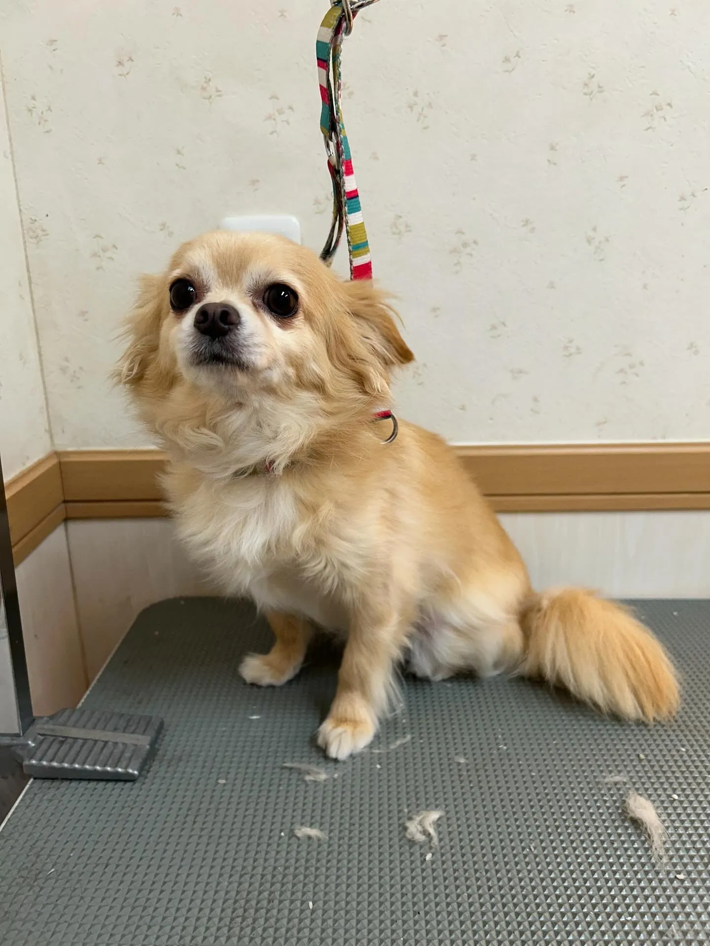 犬のトリミング✂️