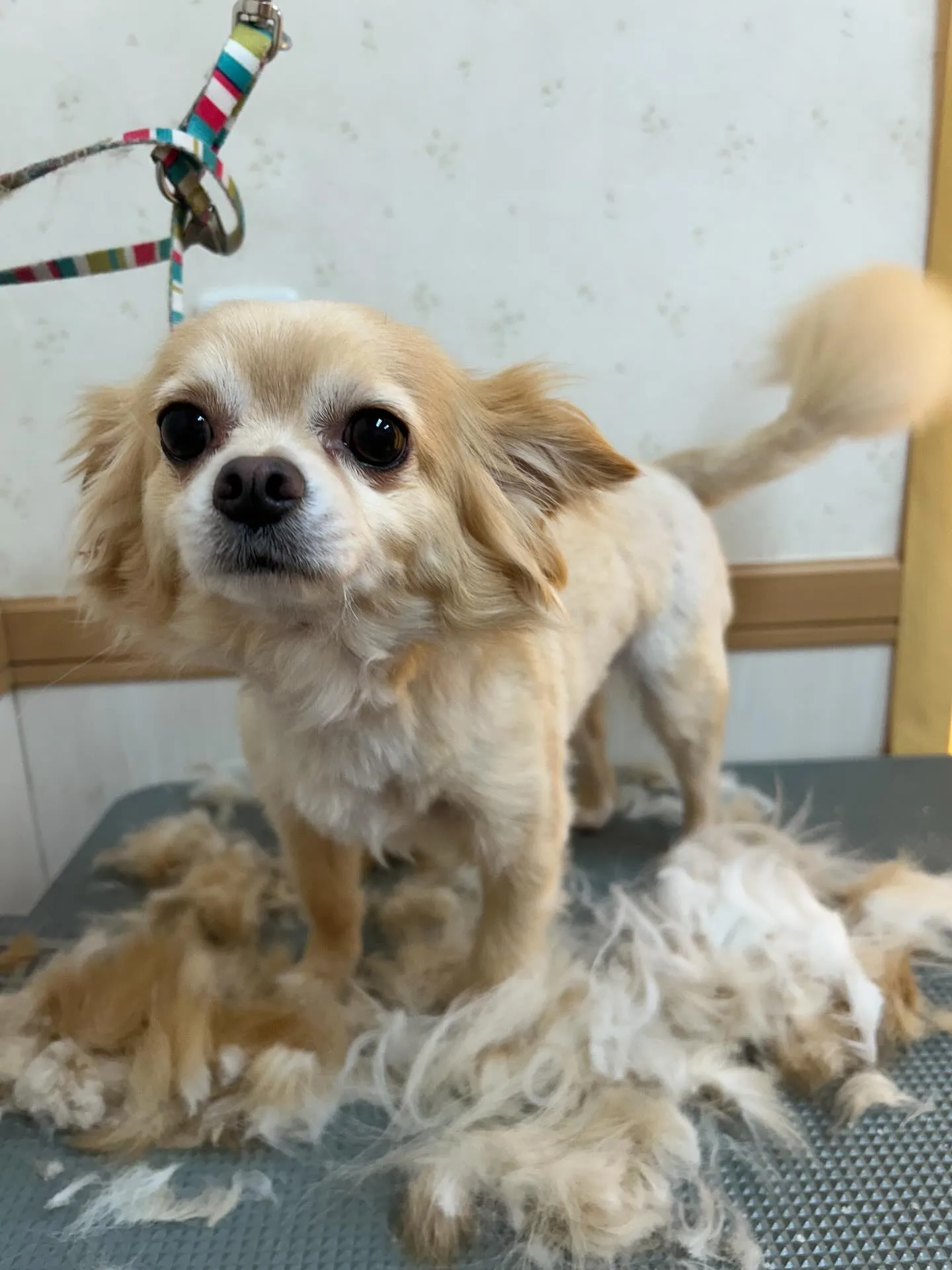 犬のトリミング✂️