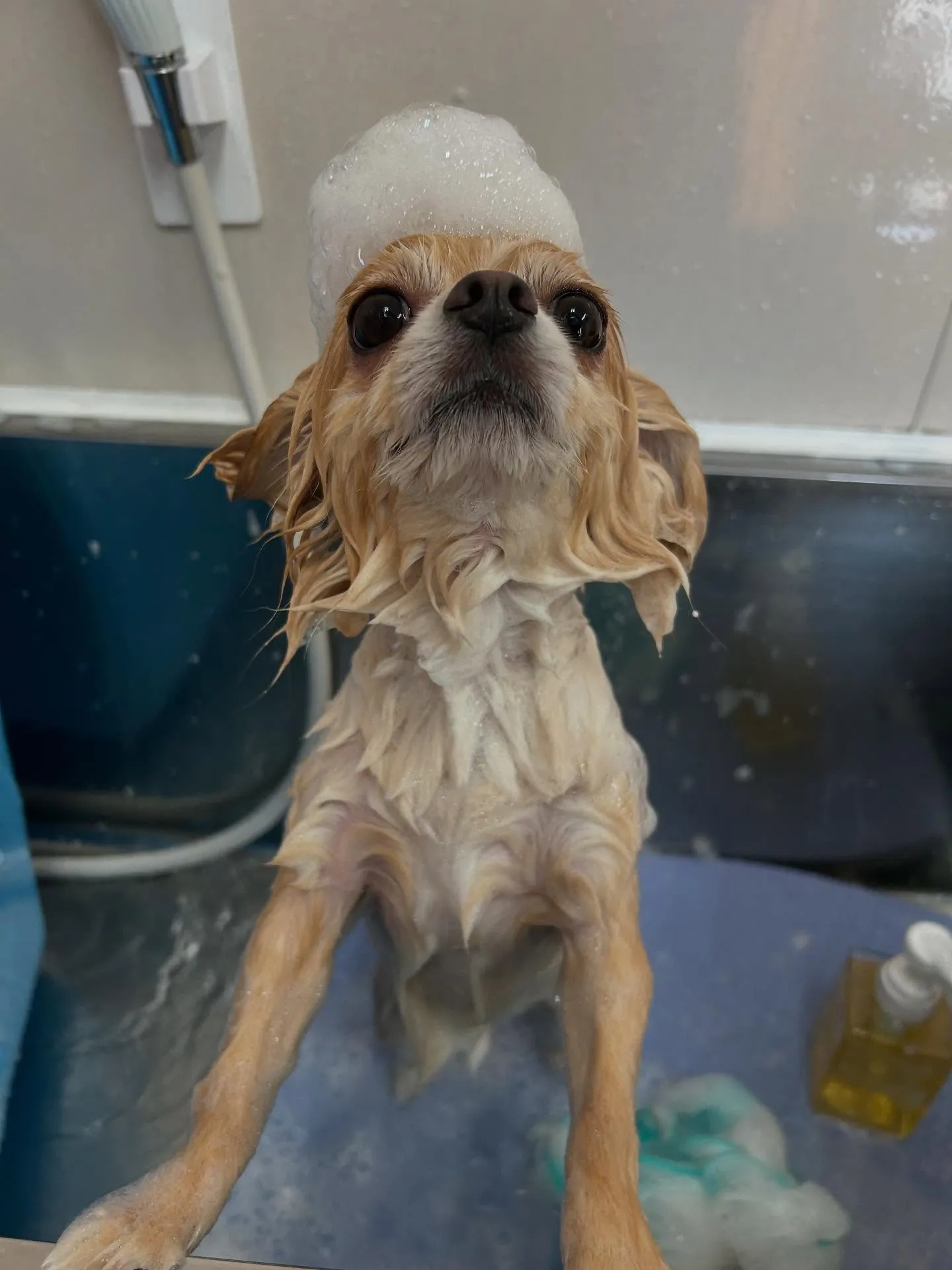 犬のトリミング✂️