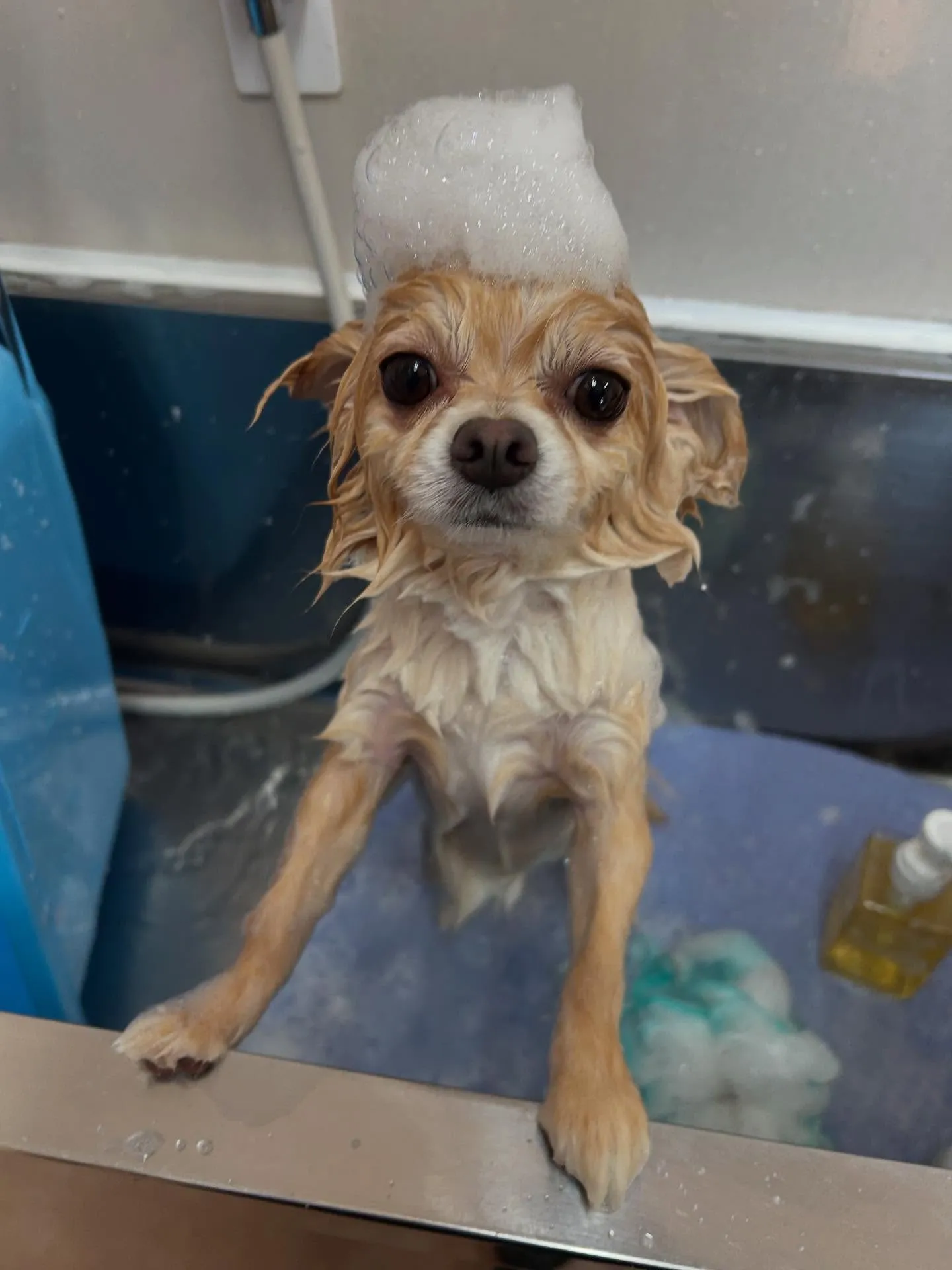 犬のトリミング✂️