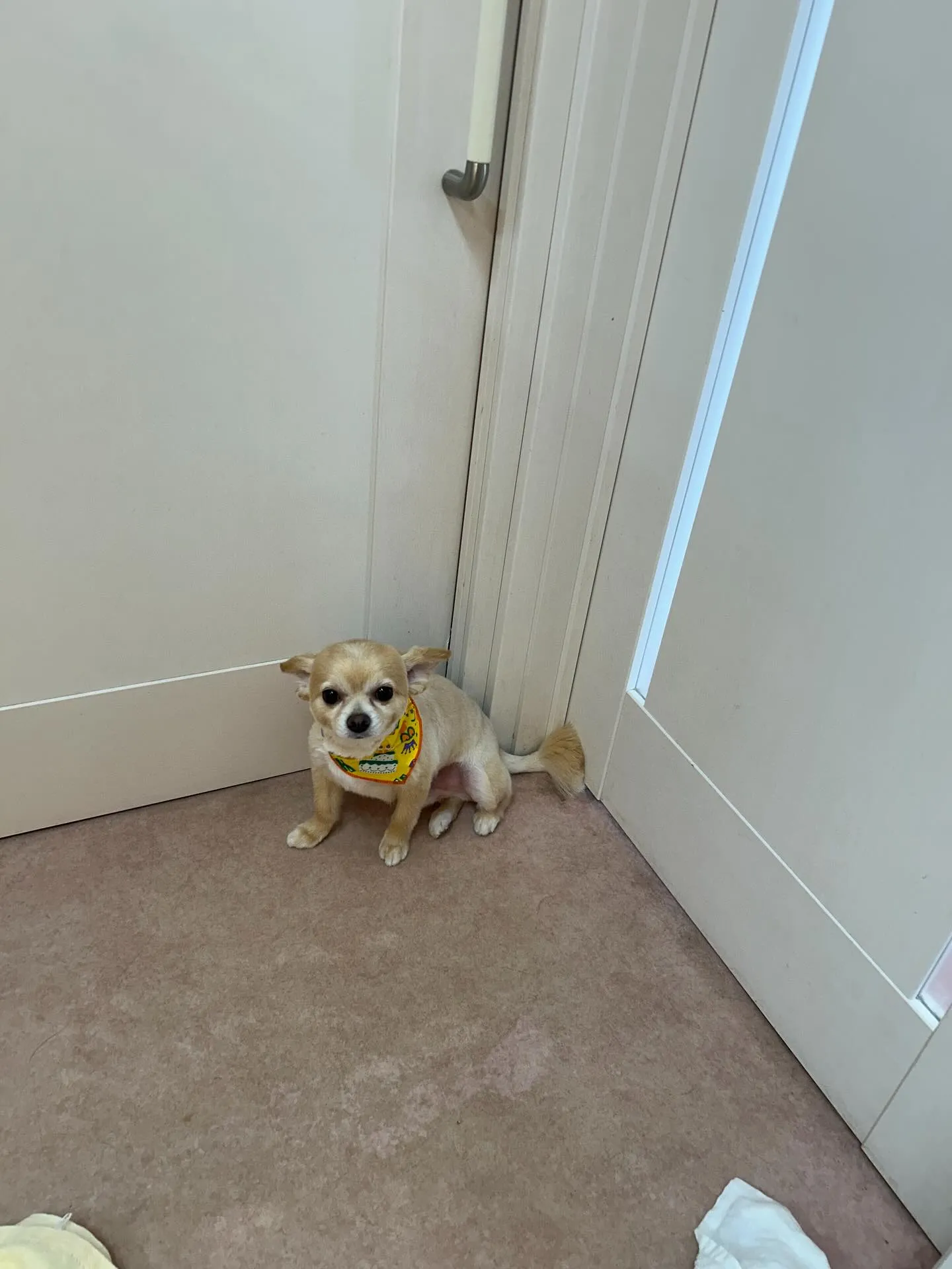 犬のトリミング✂️