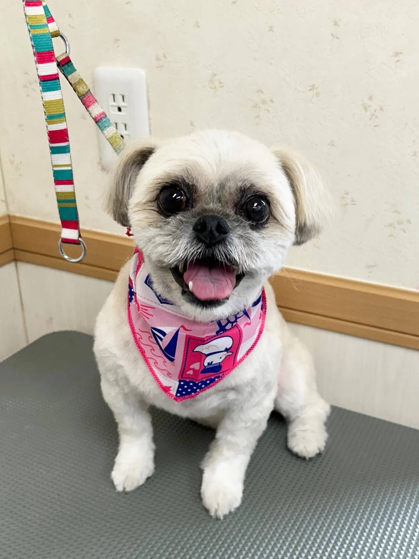 犬のトリミング✂️
