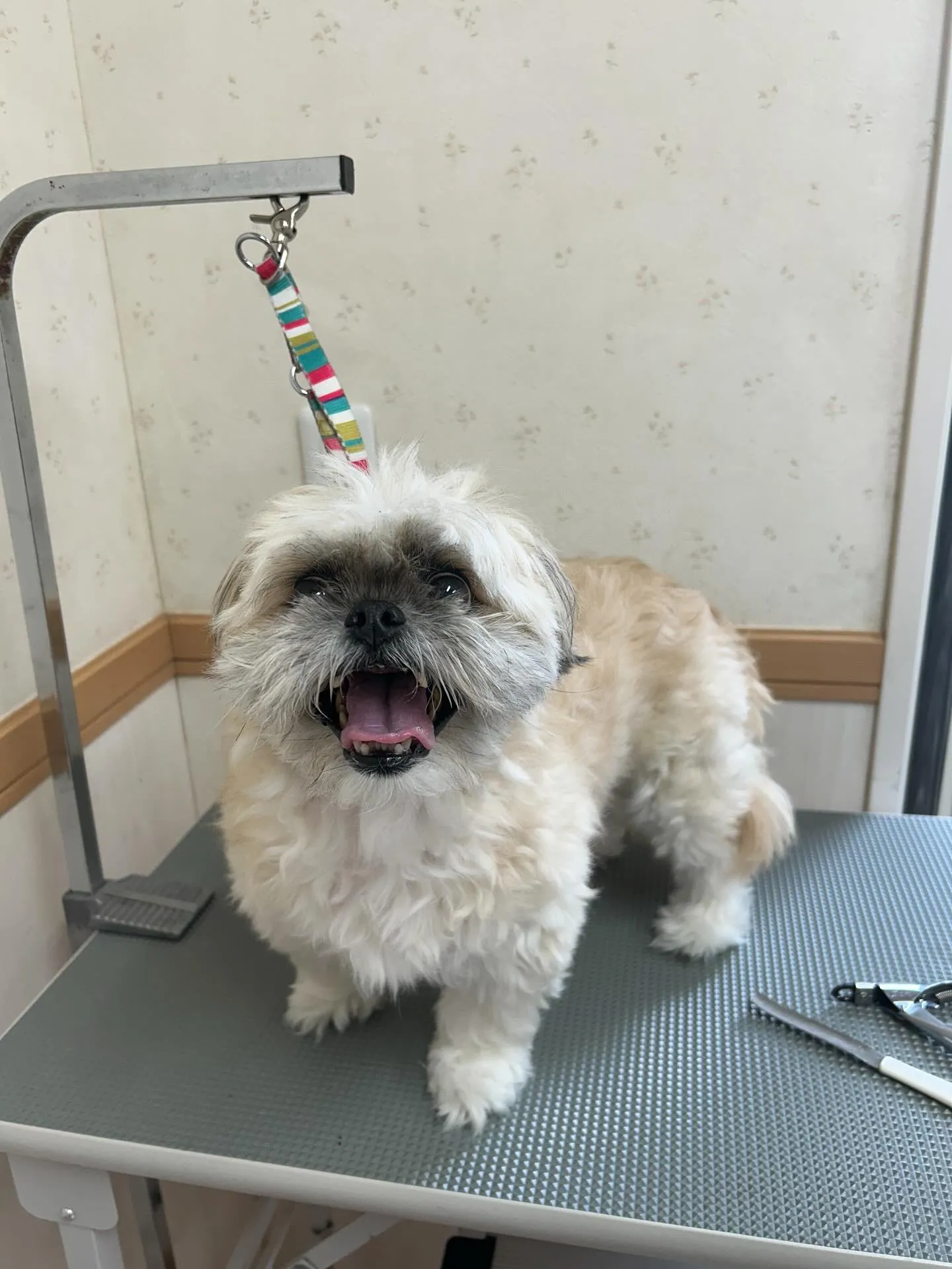 犬のトリミング✂️