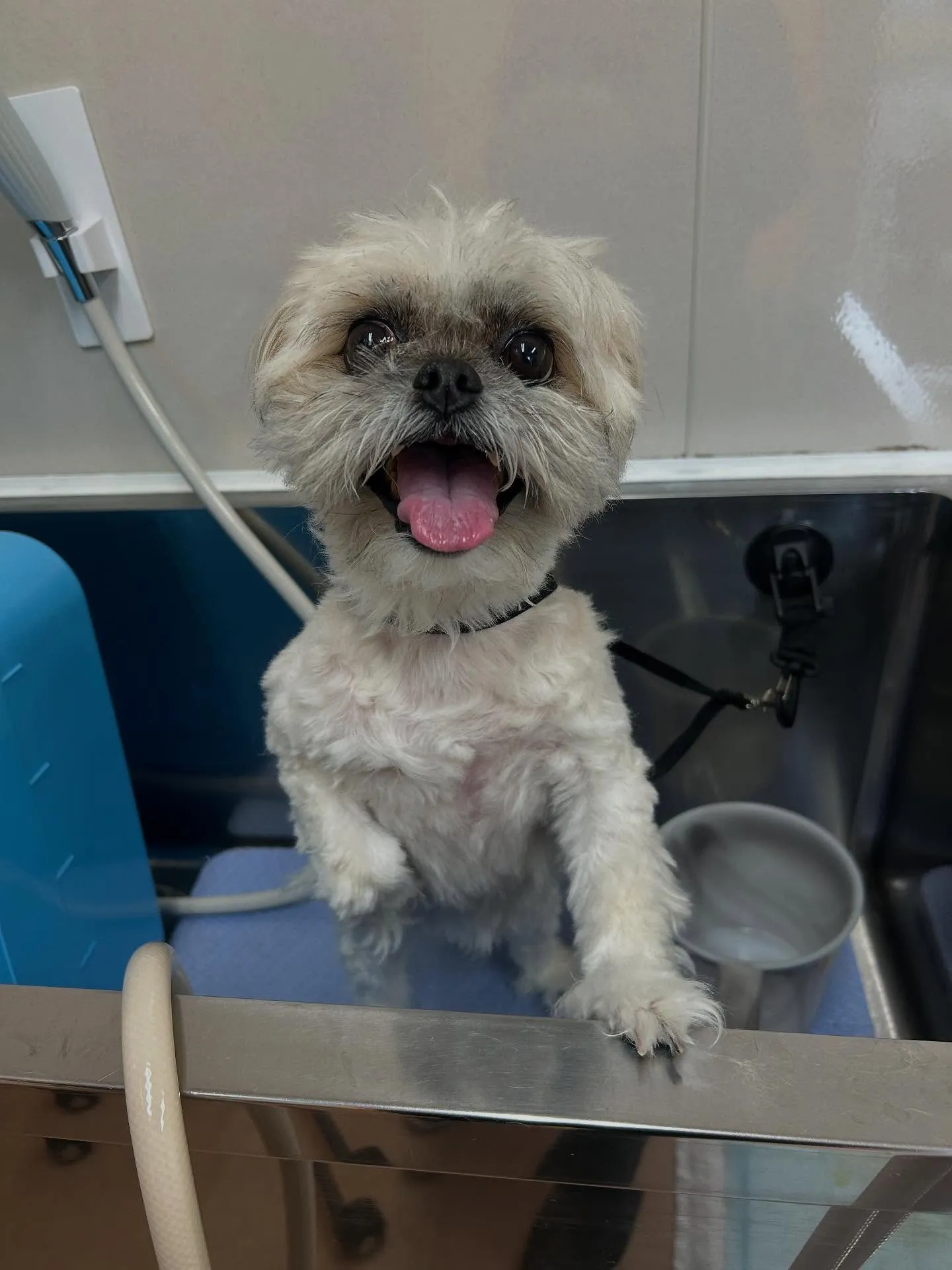 犬のトリミング✂️