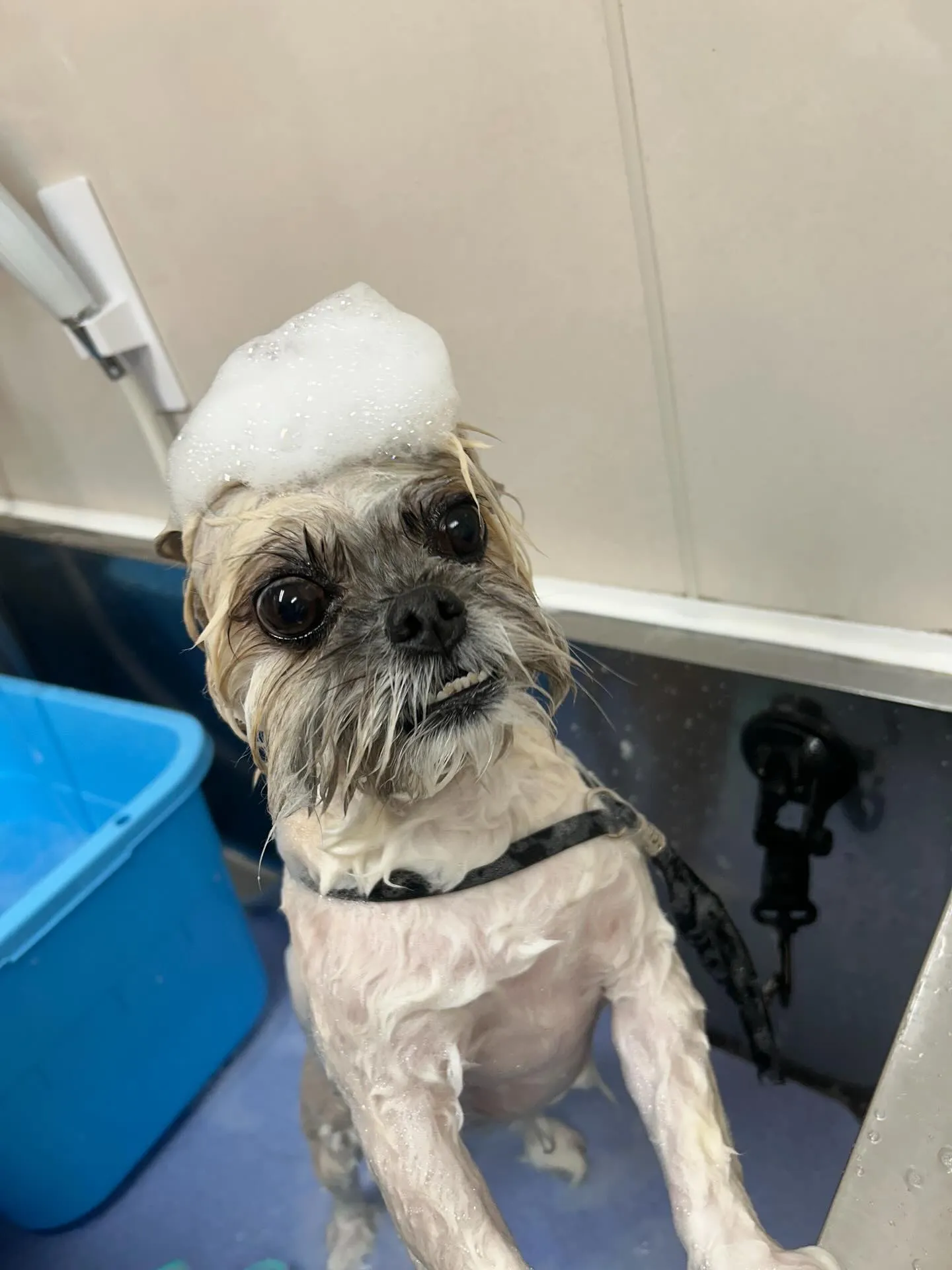 犬のトリミング✂️