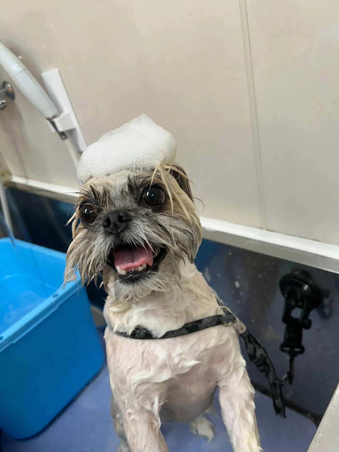 犬のトリミング✂️